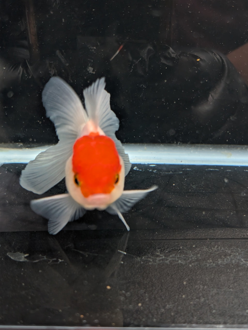 TOAD *Boss 415  Juvenile Oranda Red Cap 3.5"-4" in.  ID#410T8A-020