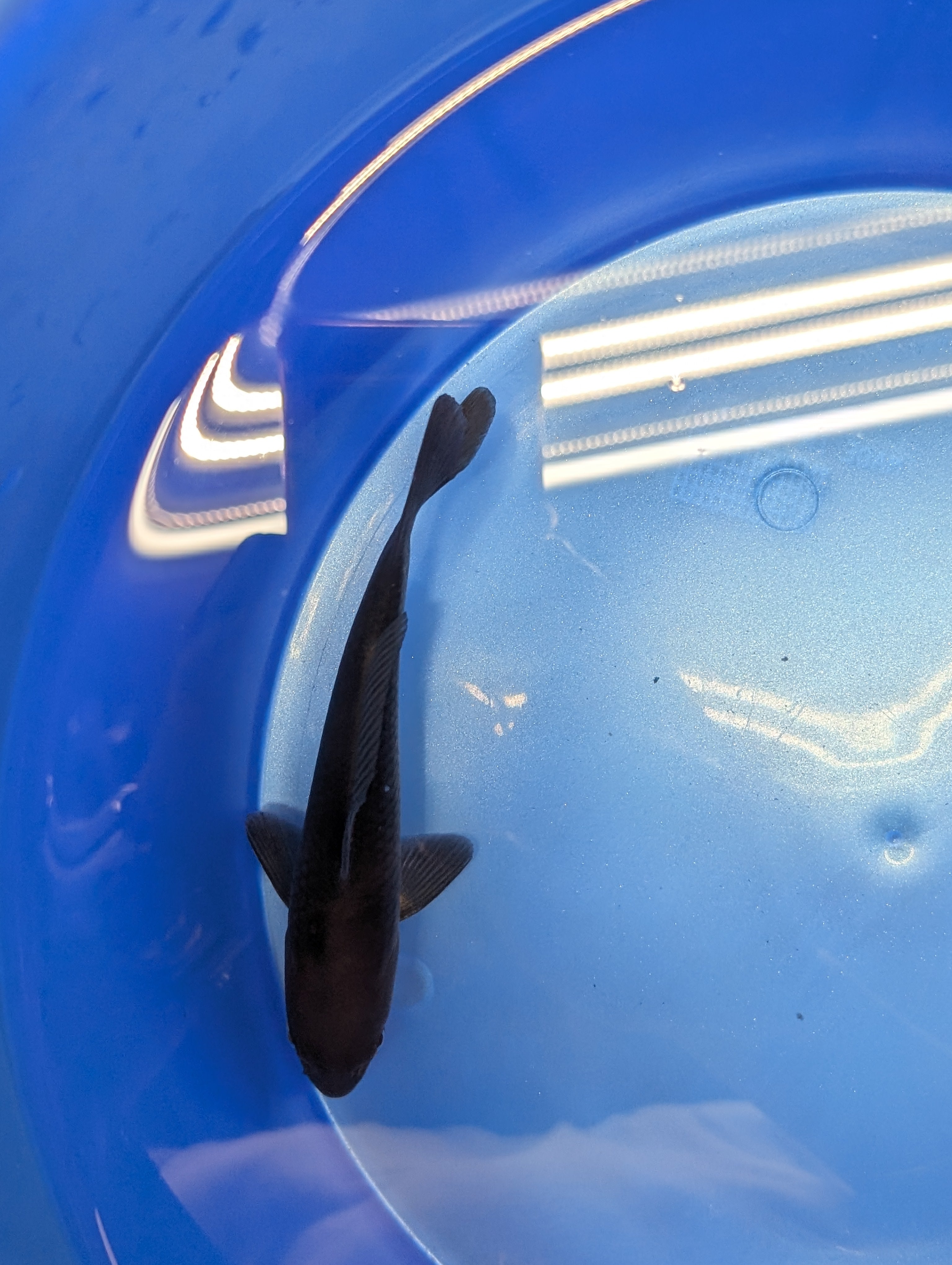 Karasu Koi  5"-6"in. ID#806BFK-021