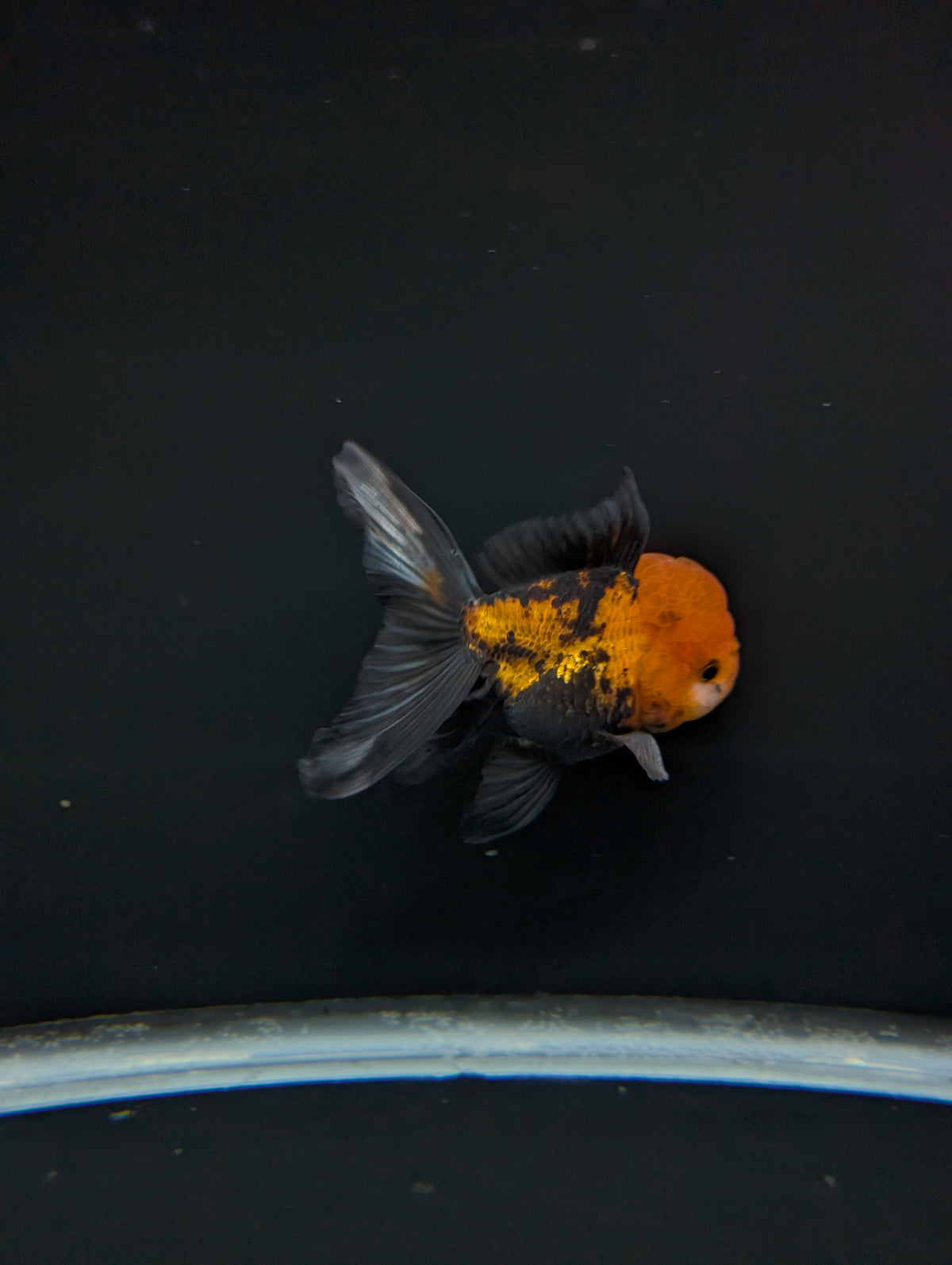 Thai Oranda Tricolor 4"-4.5"in.  ID#1023T1A-027