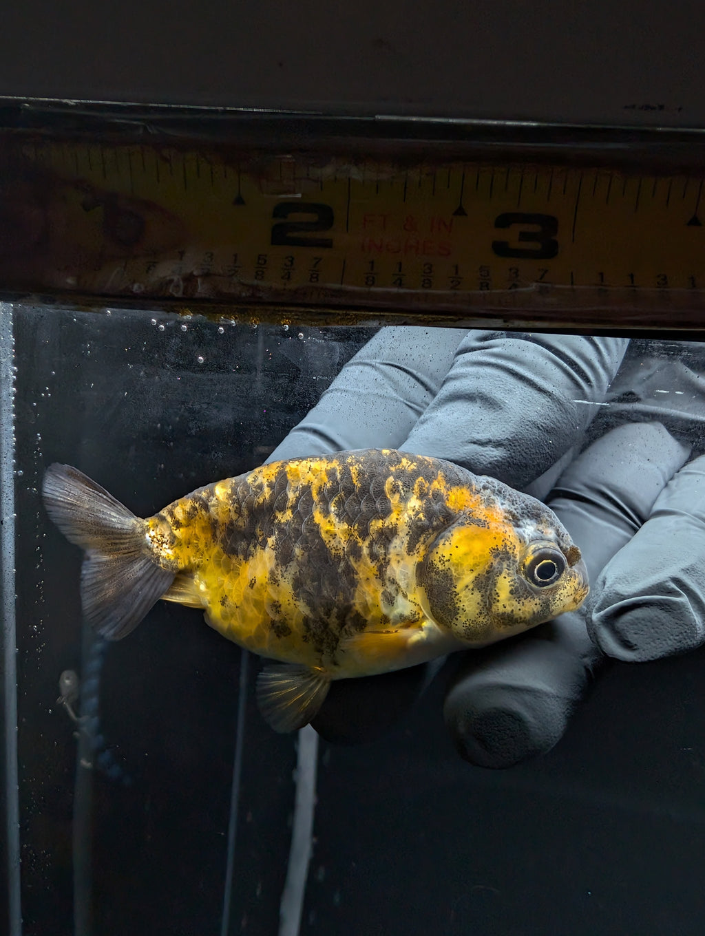 Ranchu Calico 3"-3.5" in. ID#529R4A-057