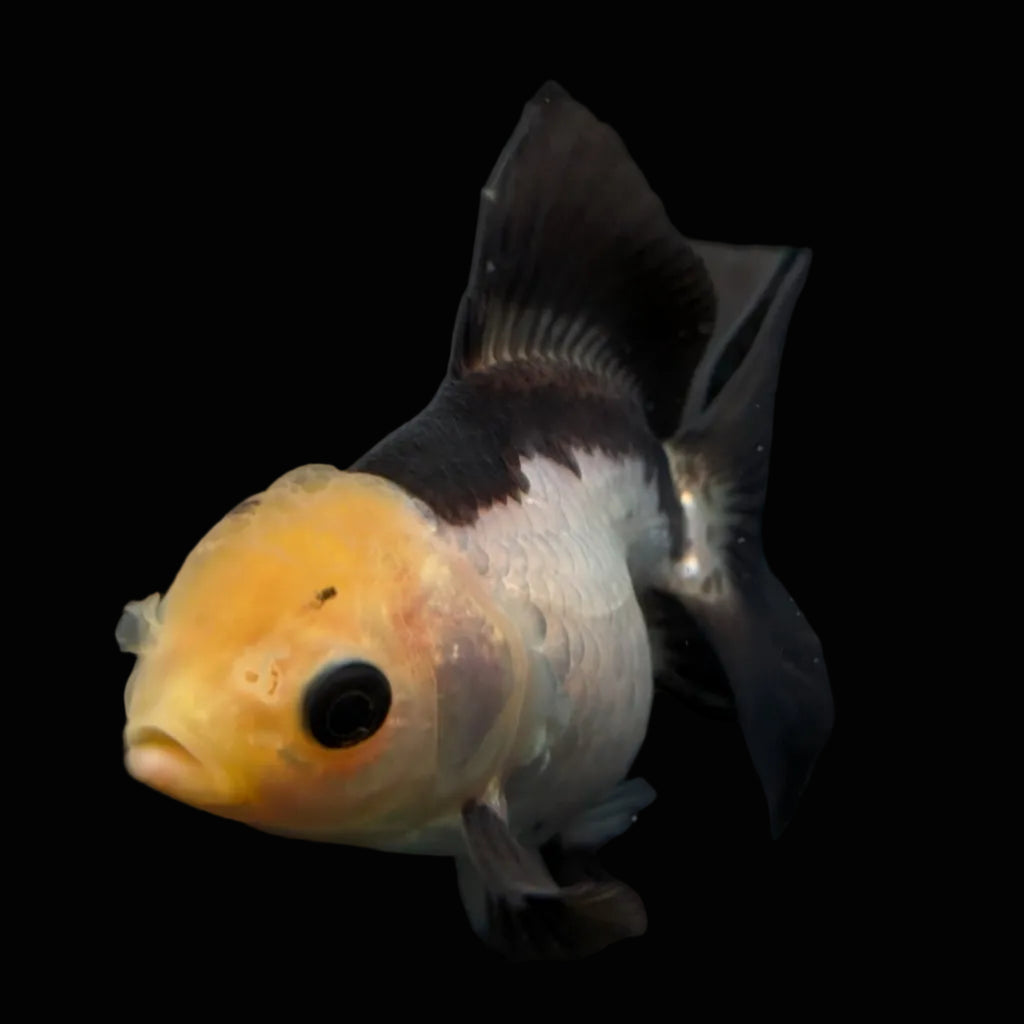 Thai Juvenile Oranda Panda 3"-3.5" in.  ID#626T1A-007