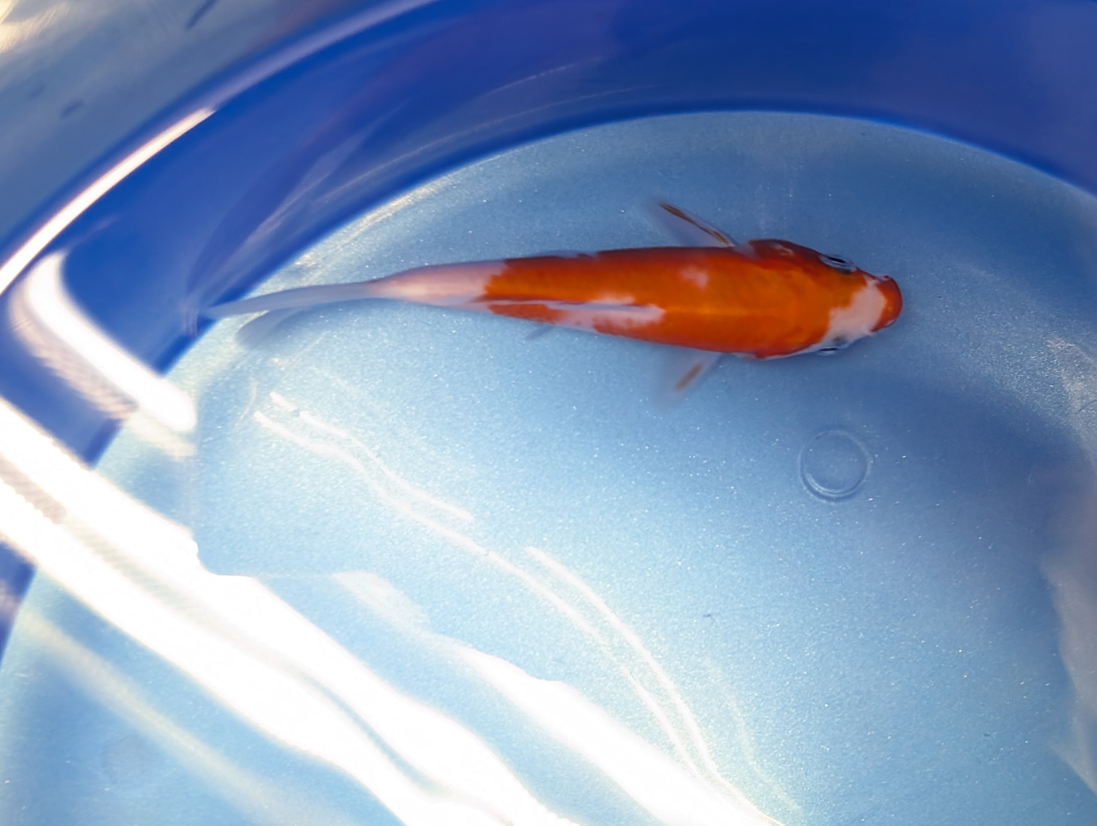 Kohaku Koi  4"in. ID#806BFK-023