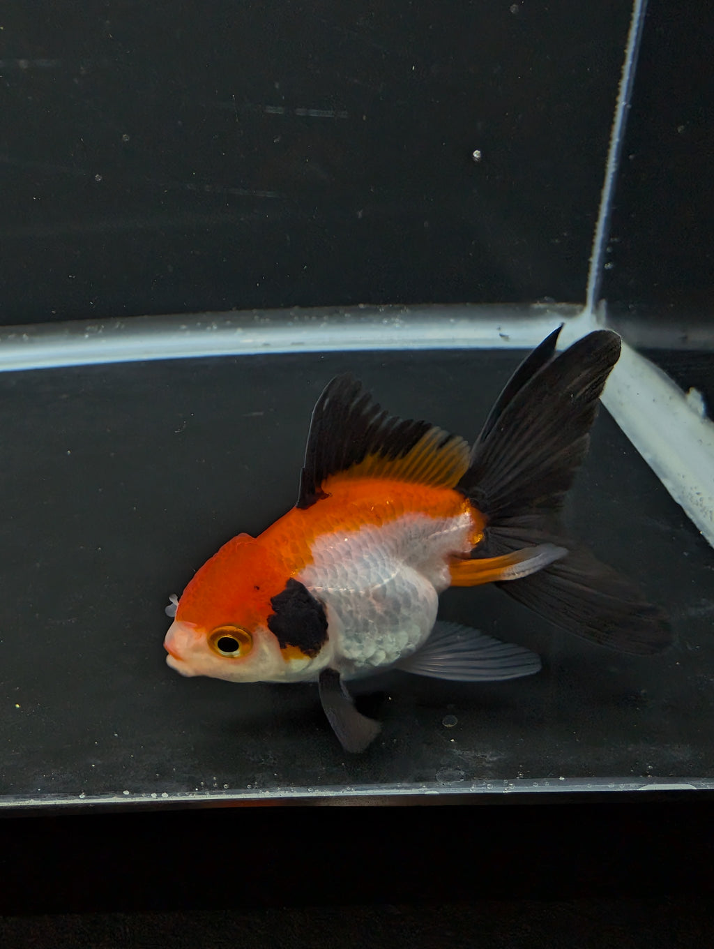 Juvenile Thai Oranda Tricolor 3"in.  ID#814T1A-009