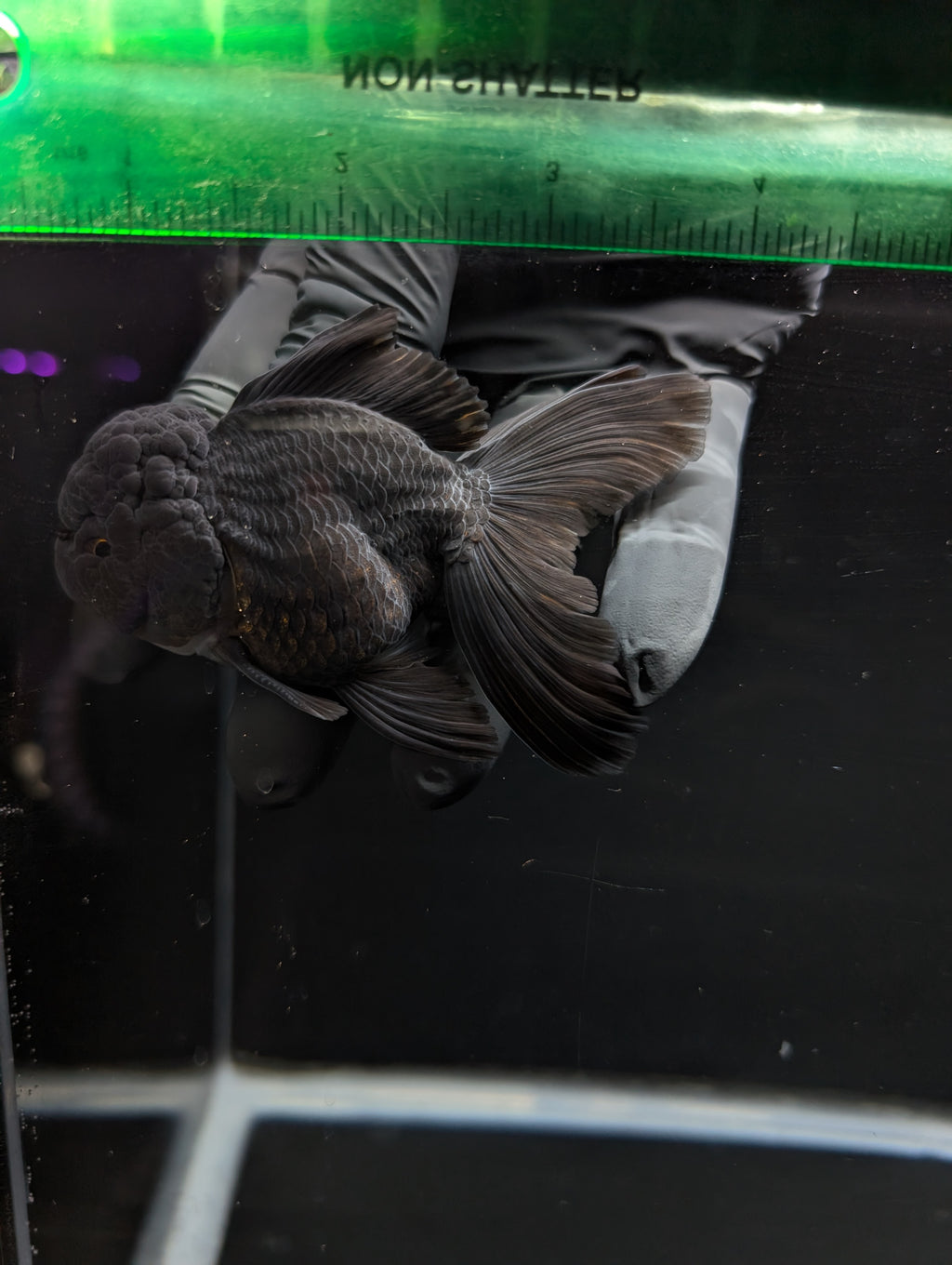 Thai Oranda Godzilla Black 3.5"-4"in.  ID#1023T1A-028