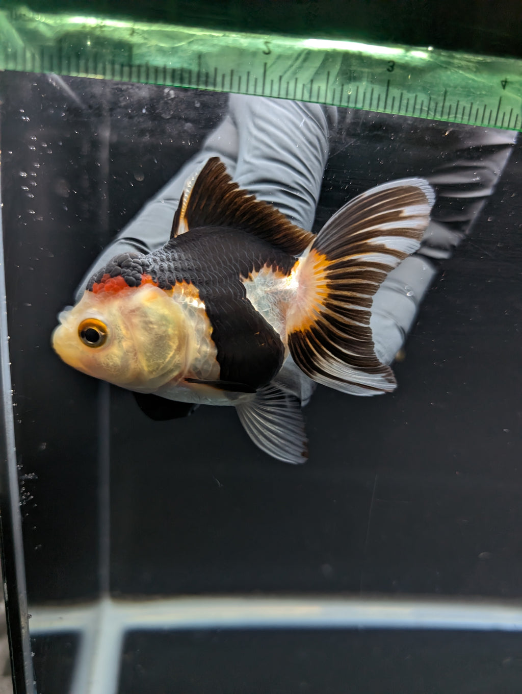 Juvenile Thai Oranda Tricolor Panda 3.5"in.  ID#821T1A-024