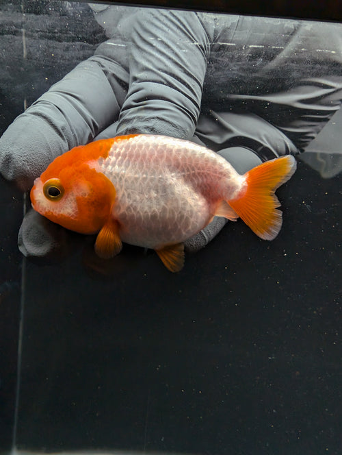 Baby Ranchu Red White 2.5"-3" in. ID#605R4A-073