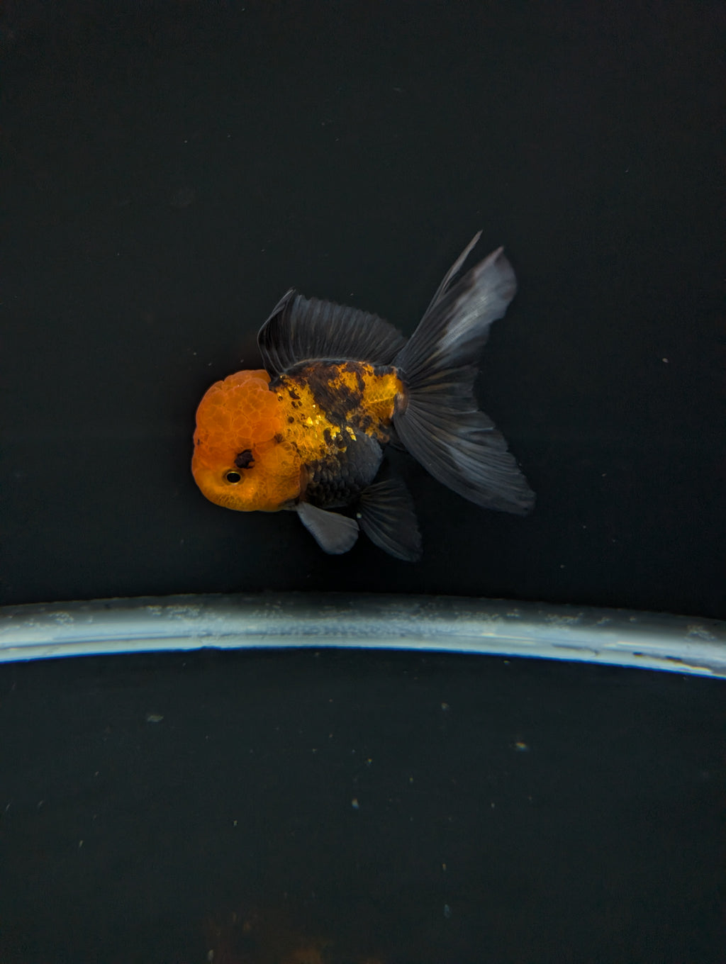 Thai Oranda Tricolor 4"-4.5"in.  ID#1023T1A-027