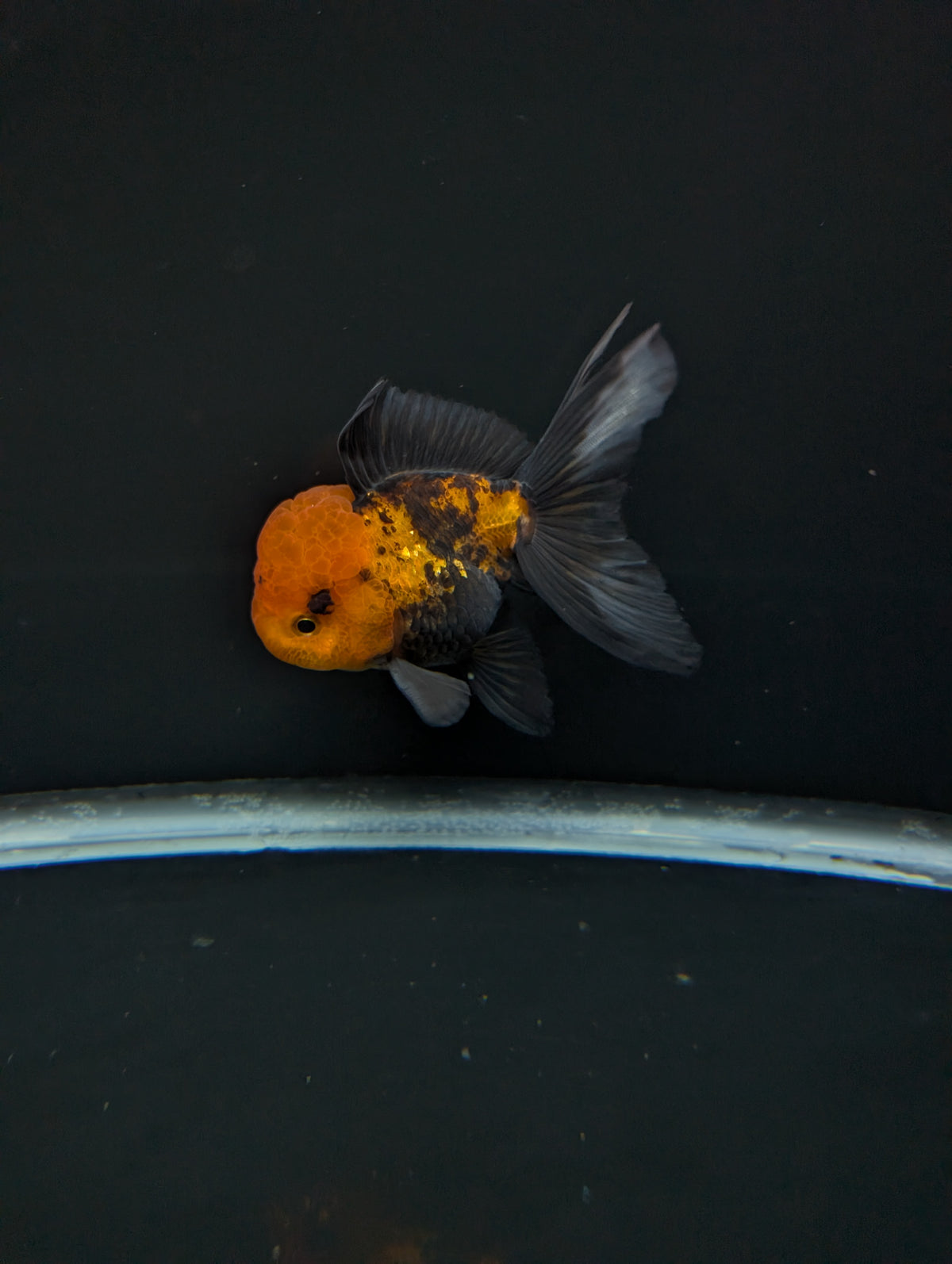 Thai Oranda Tricolor 4"-4.5"in.  ID#1023T1A-027