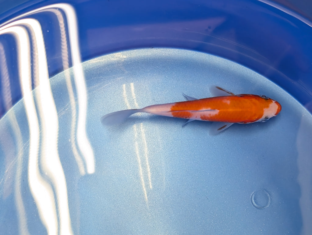 Kohaku Koi  4"in. ID#806BFK-023