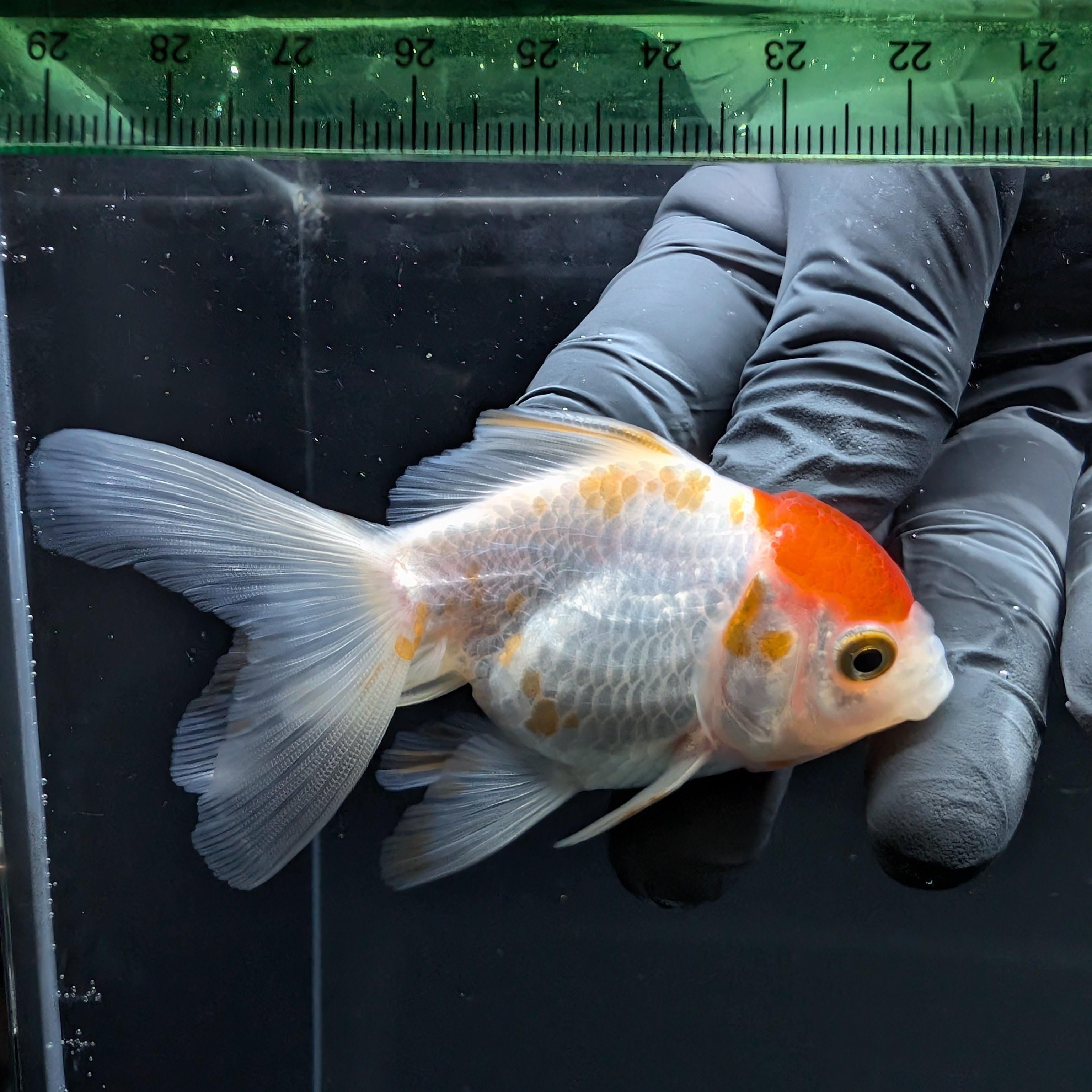 Thai Juvenile Oranda Red White 3"-3.5" in.  ID#724T1A-026