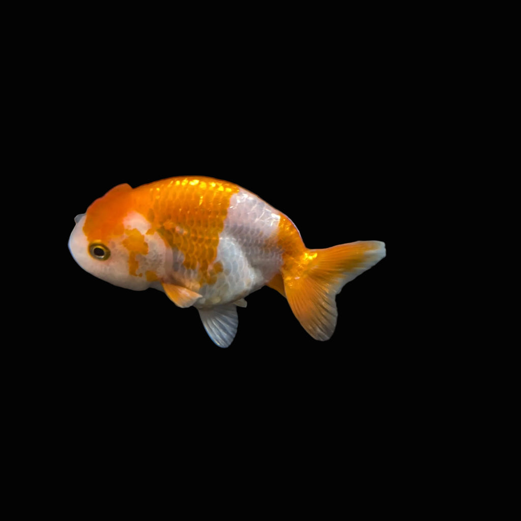 Ranchu Red White 3"-3.5" in. ID#417R13A-008