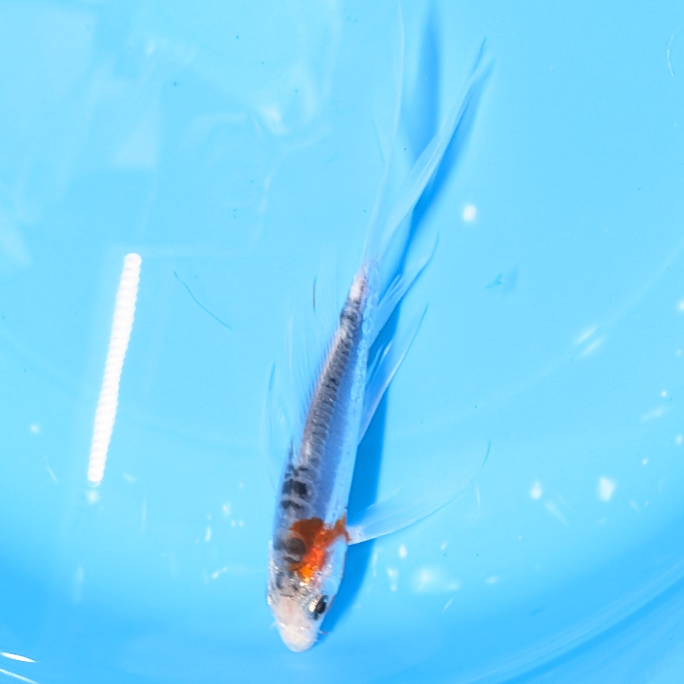 Shusui Butterfly Koi  5"-6" in. ID#727BFK-006