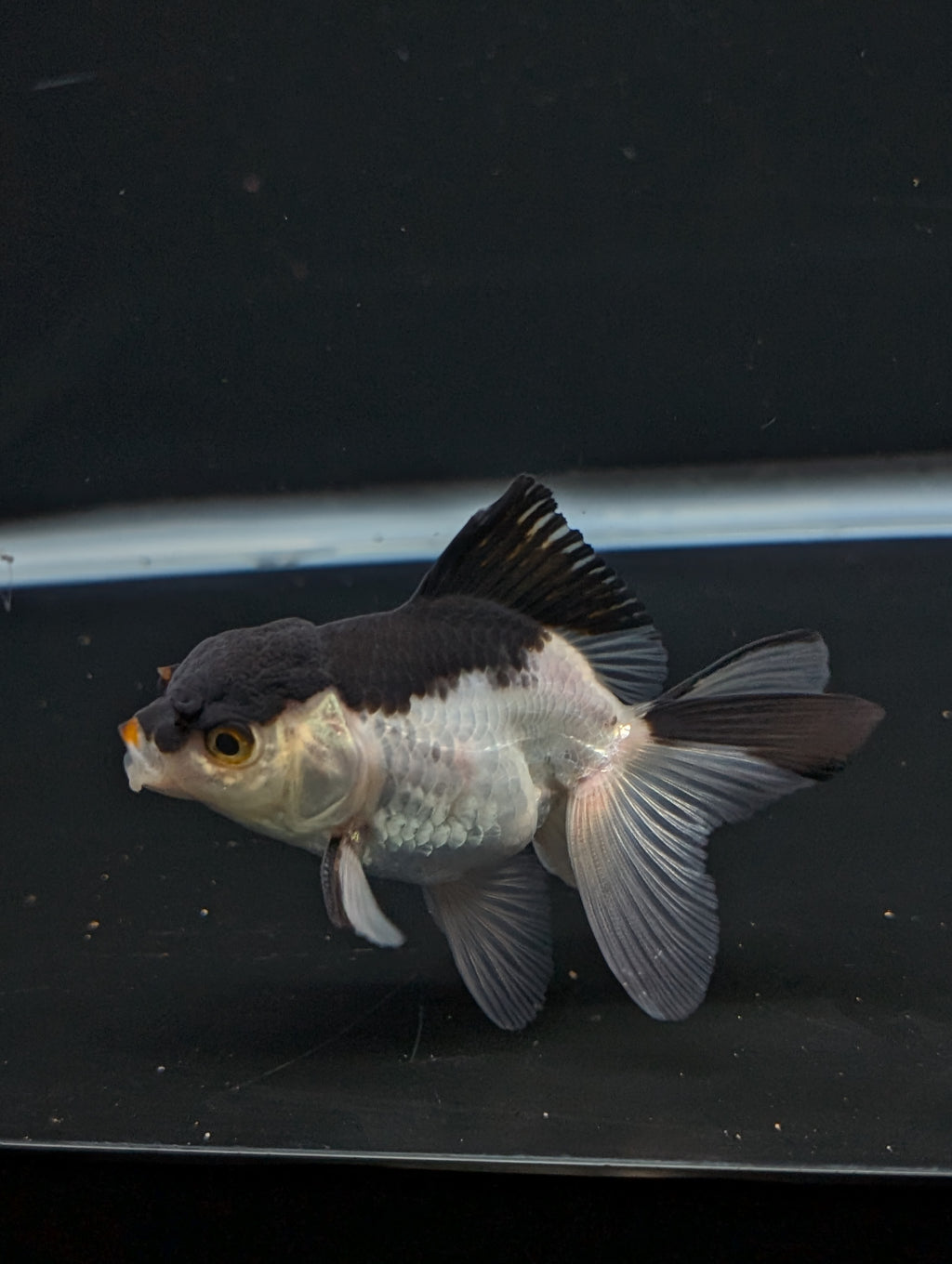 Thai Juvenile Oranda Panda 3"-3.5" in.  ID#717T1A-002