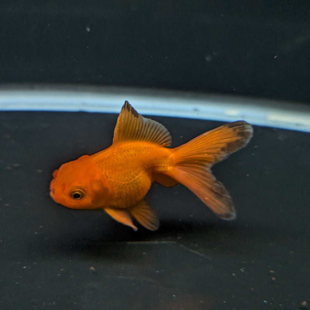 Juvenile Oranda Red Black 3"-3.5"in.  ID#522T1A-005