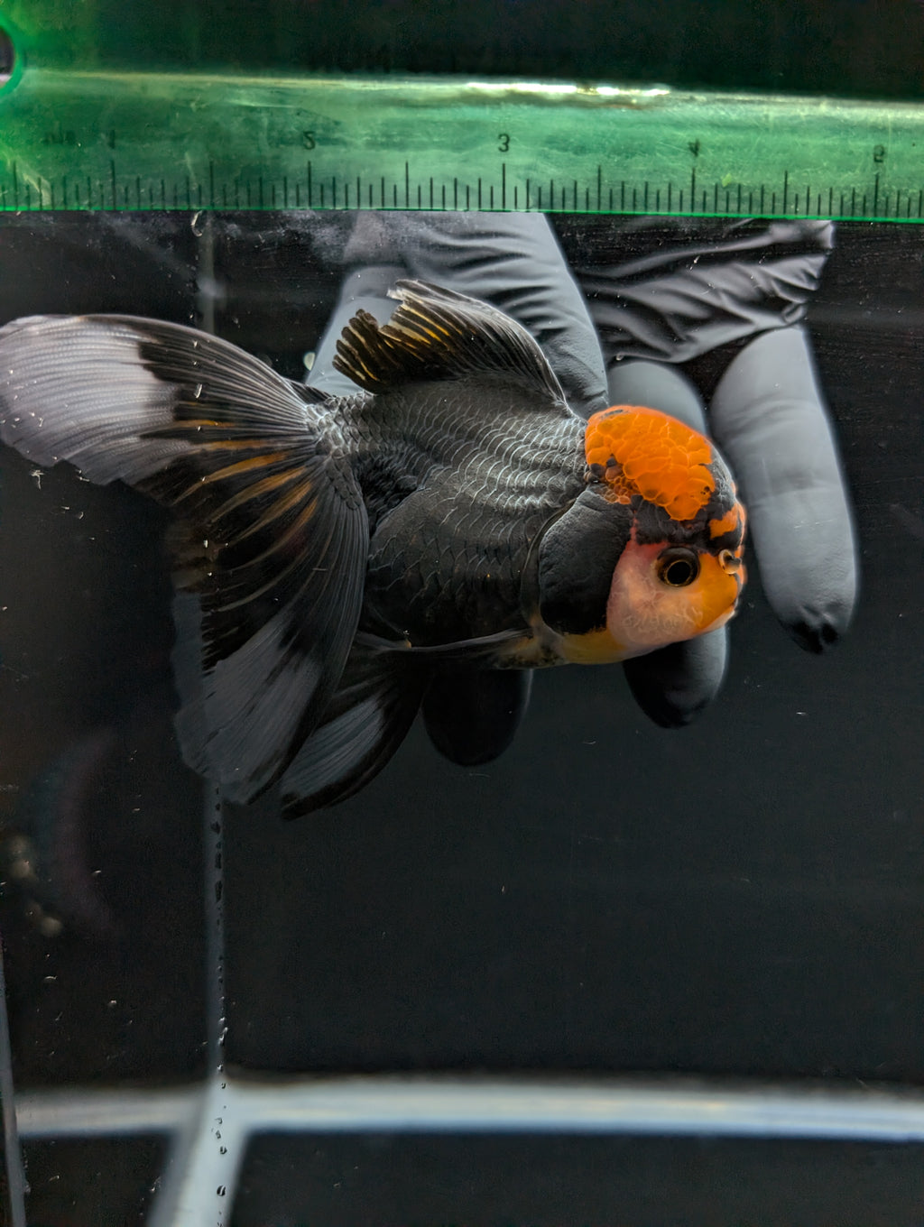 Thai Oranda Tricolor 4"-4.5"in.  ID#1023T1A-021