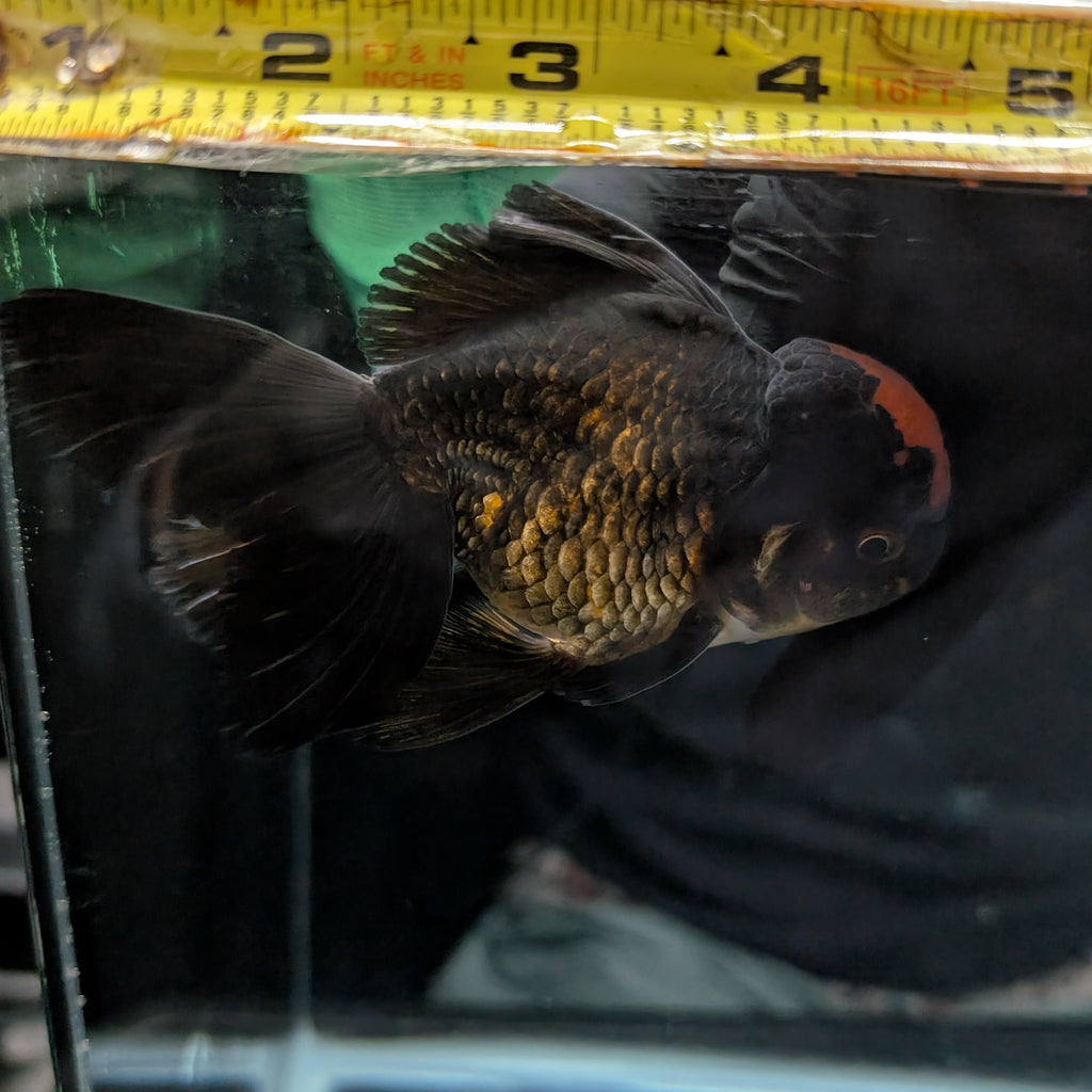 Oranda Red Black 4"-4.5" in. ID#3135A-03