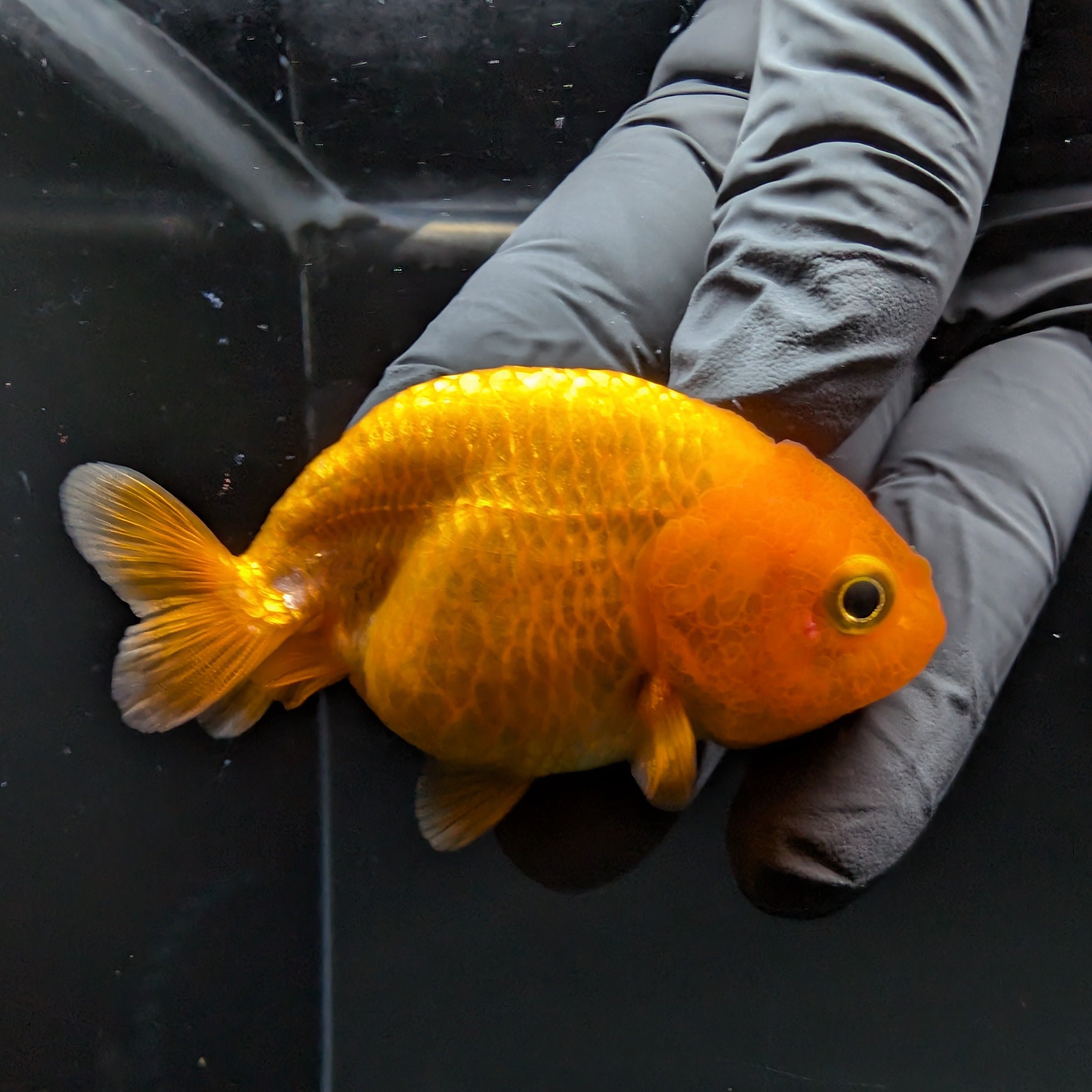 Ranchu Red White 2.5"-3" in. ID#724R4A-022
