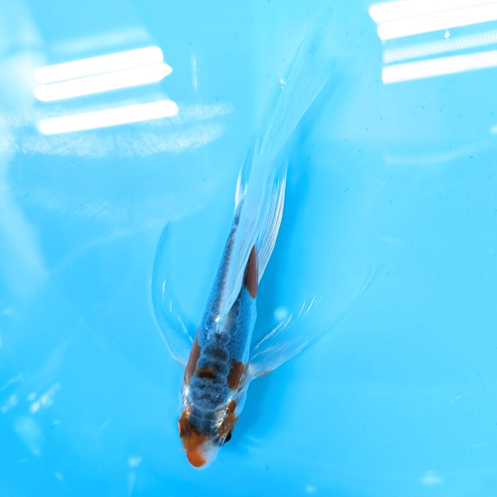 Shusui Butterfly Koi  5"-6" in. ID#727BFK-003