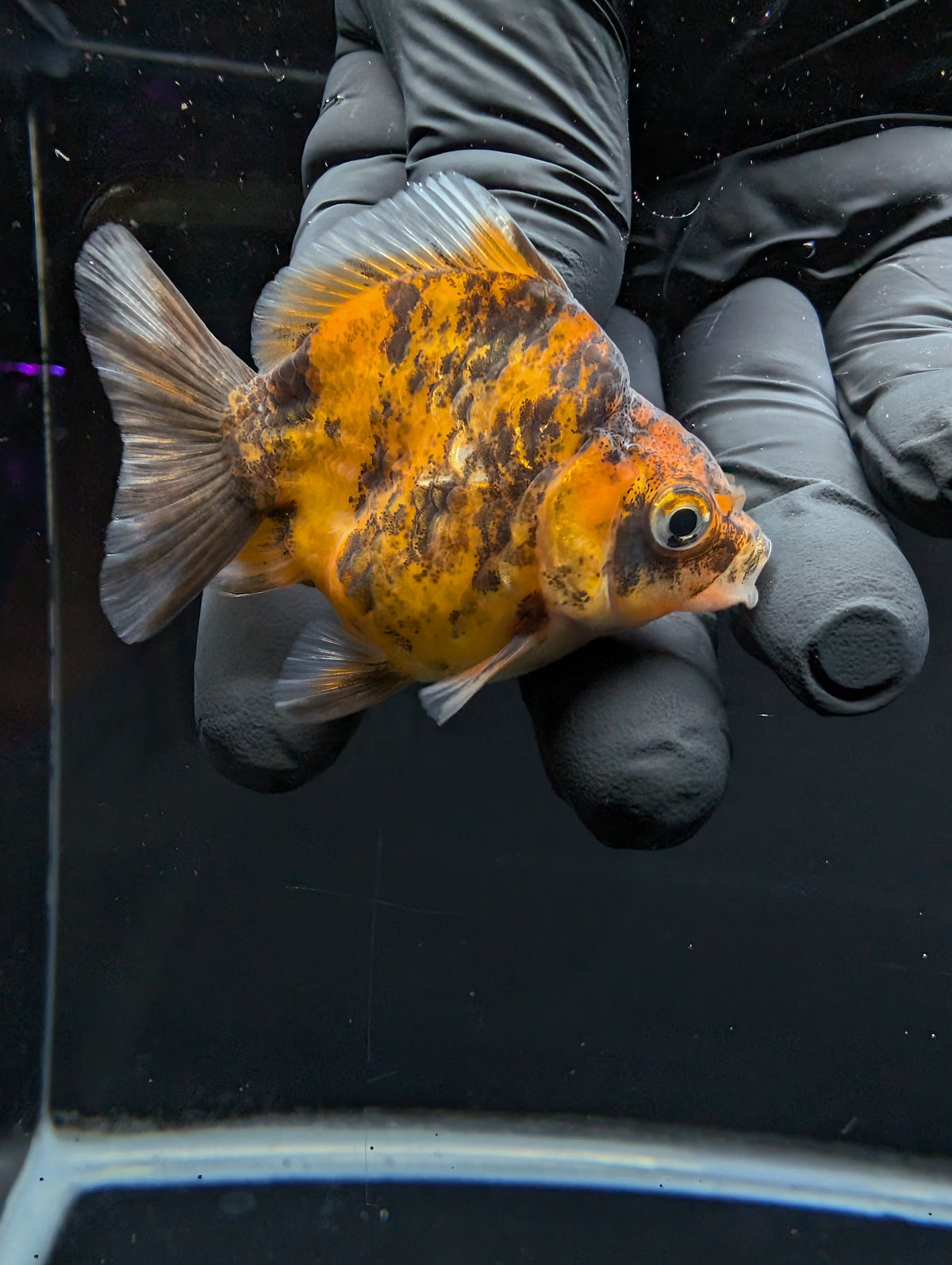 Baby Thai Shogun Oranda Tiger Calico 2"-2.5" in. ID#1016BSG11A-005
