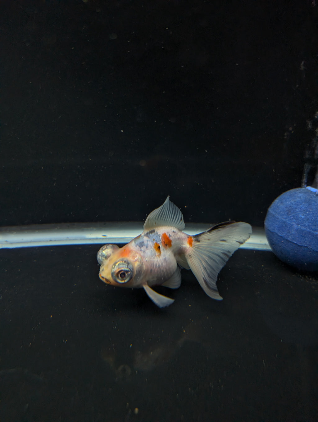 Telescope Butterfly Calico 3.5"-4" in. ID#605B6B-038