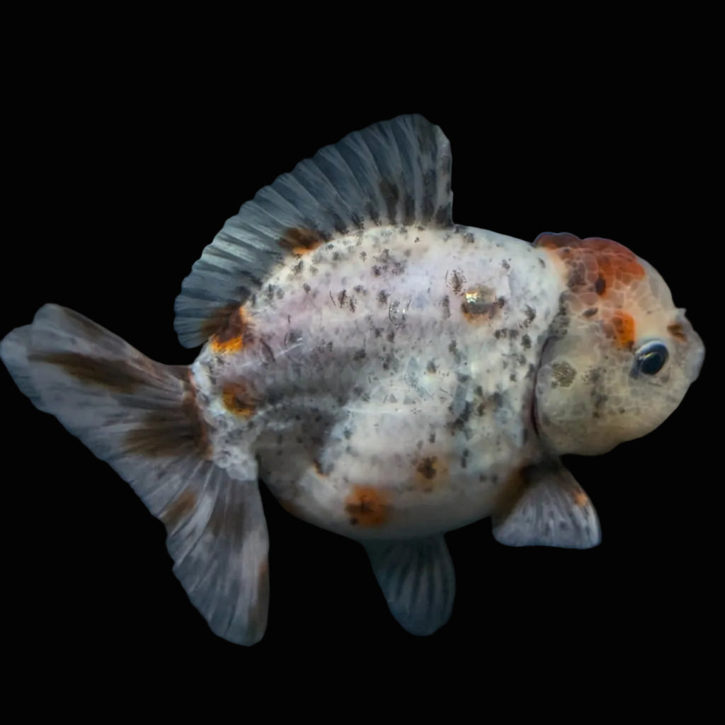 Thai Oranda Shogun Calico 4" in. ID#703SG7A-010