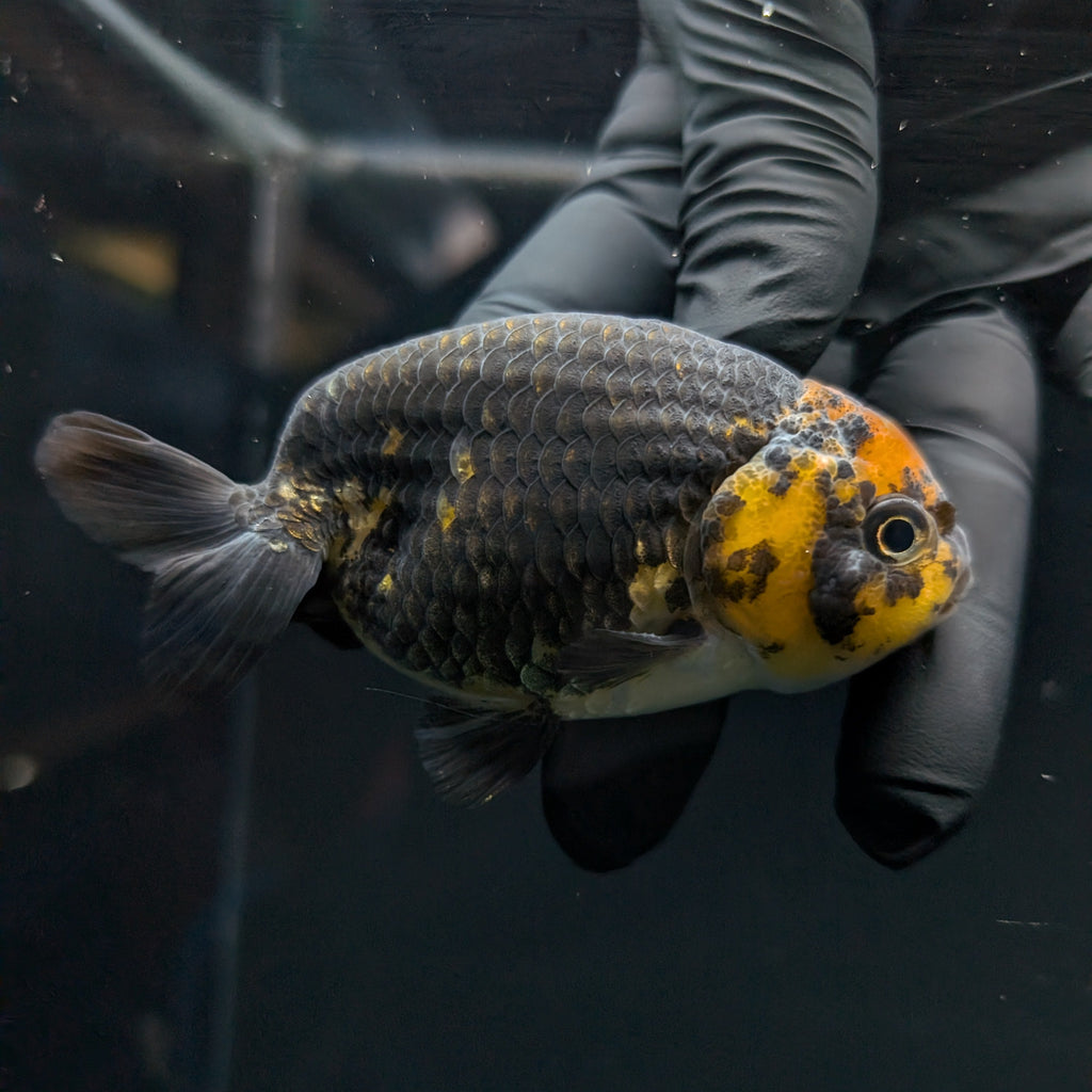 Jumbo Ranchu Calico 3.5"- 4" in. ID#717R8A-001