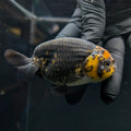 Jumbo Ranchu Calico 3.5"- 4" in. ID#717R8A-001