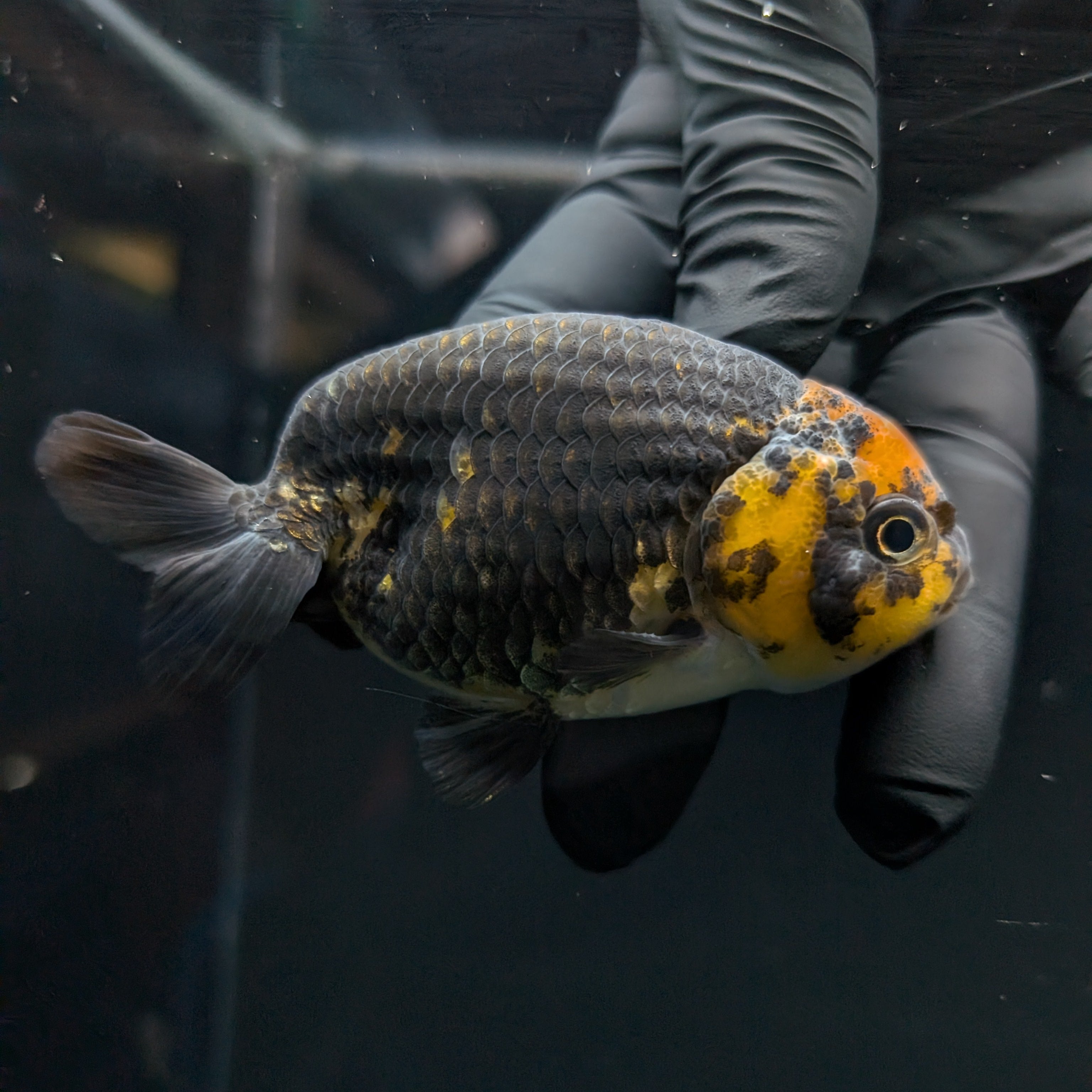 Jumbo Ranchu Calico 3.5"- 4" in. ID#717R8A-001