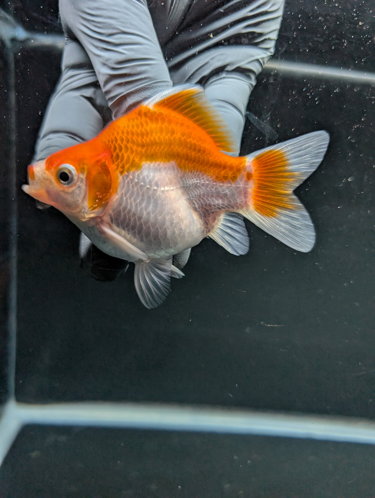 Tamasaba Red White 3"-3.5" in. ID#1009TM1B-006