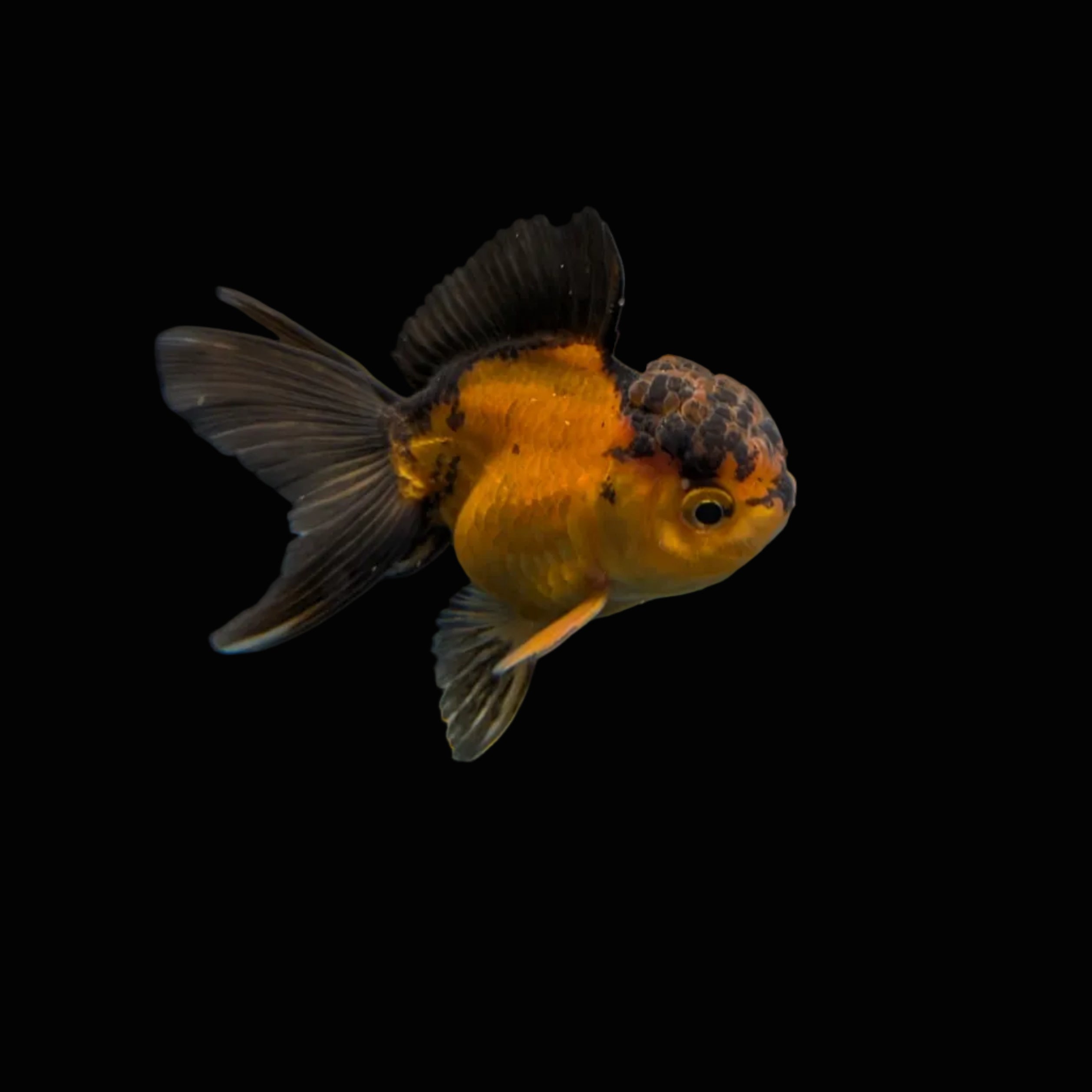Juvenile Oranda Red Black 3.5"-4" in.  ID#327T13b-035