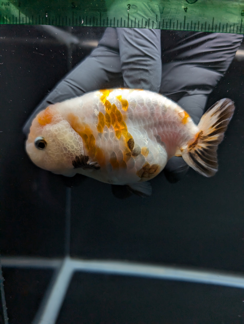 Jumbo Ranchu Sakura Calico 4.5"-5" in. ID#828R8A-052