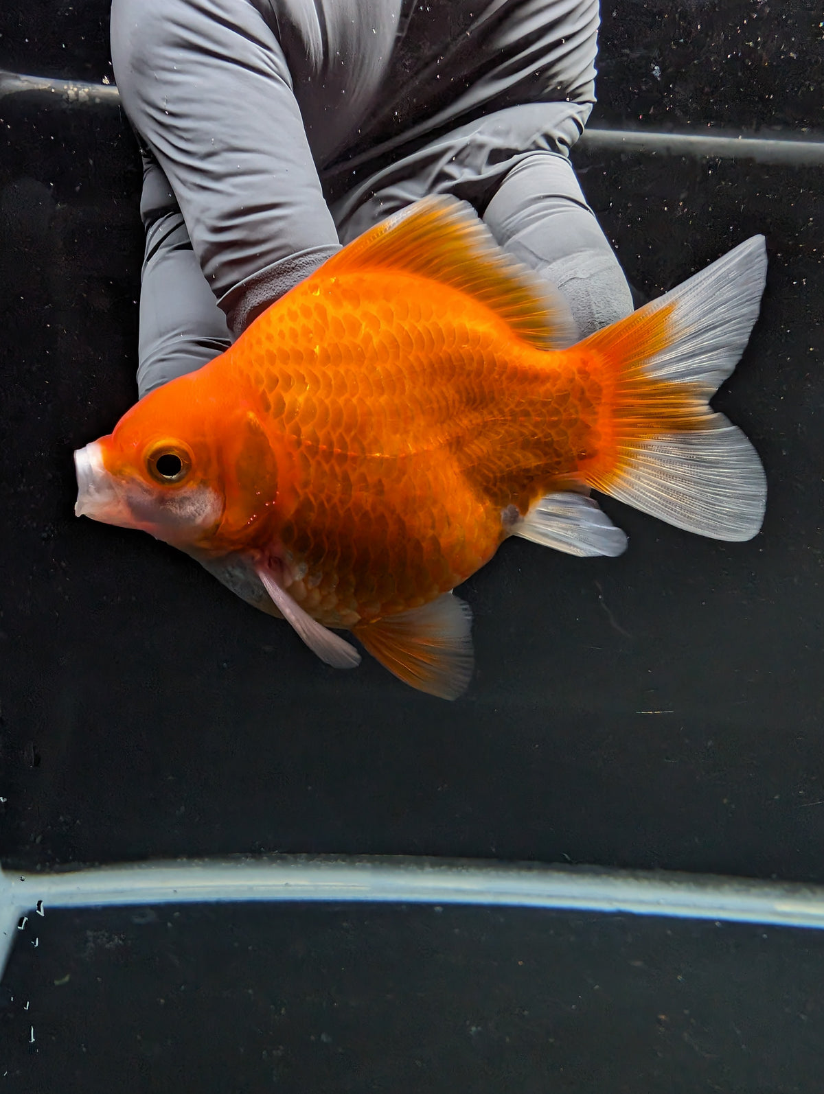 Tamasaba Red White 3"-3.5" in. ID#1009TM1B-004