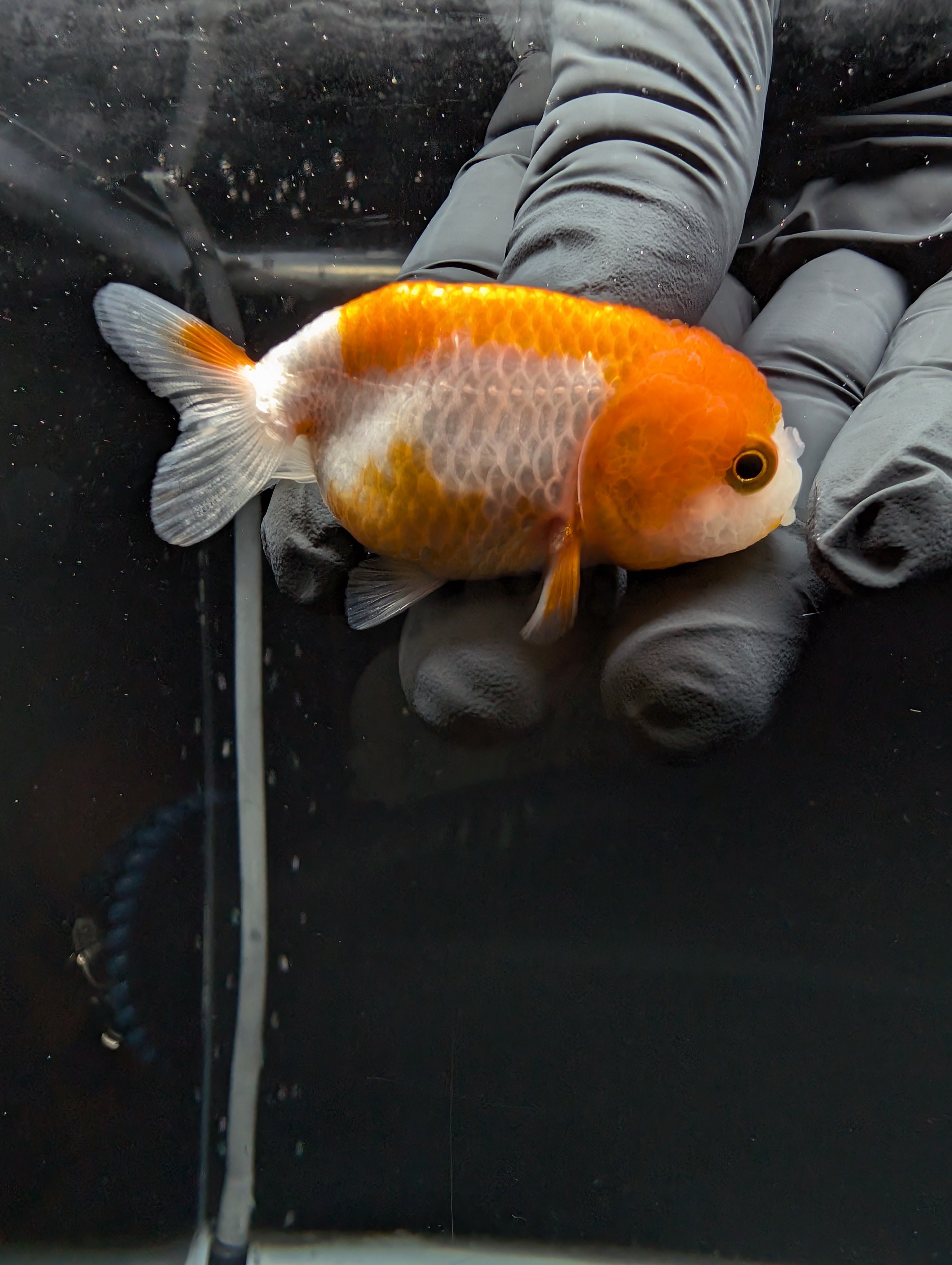 Baby Ranchu Red White 2.5"-3" in. ID#529R4A-054