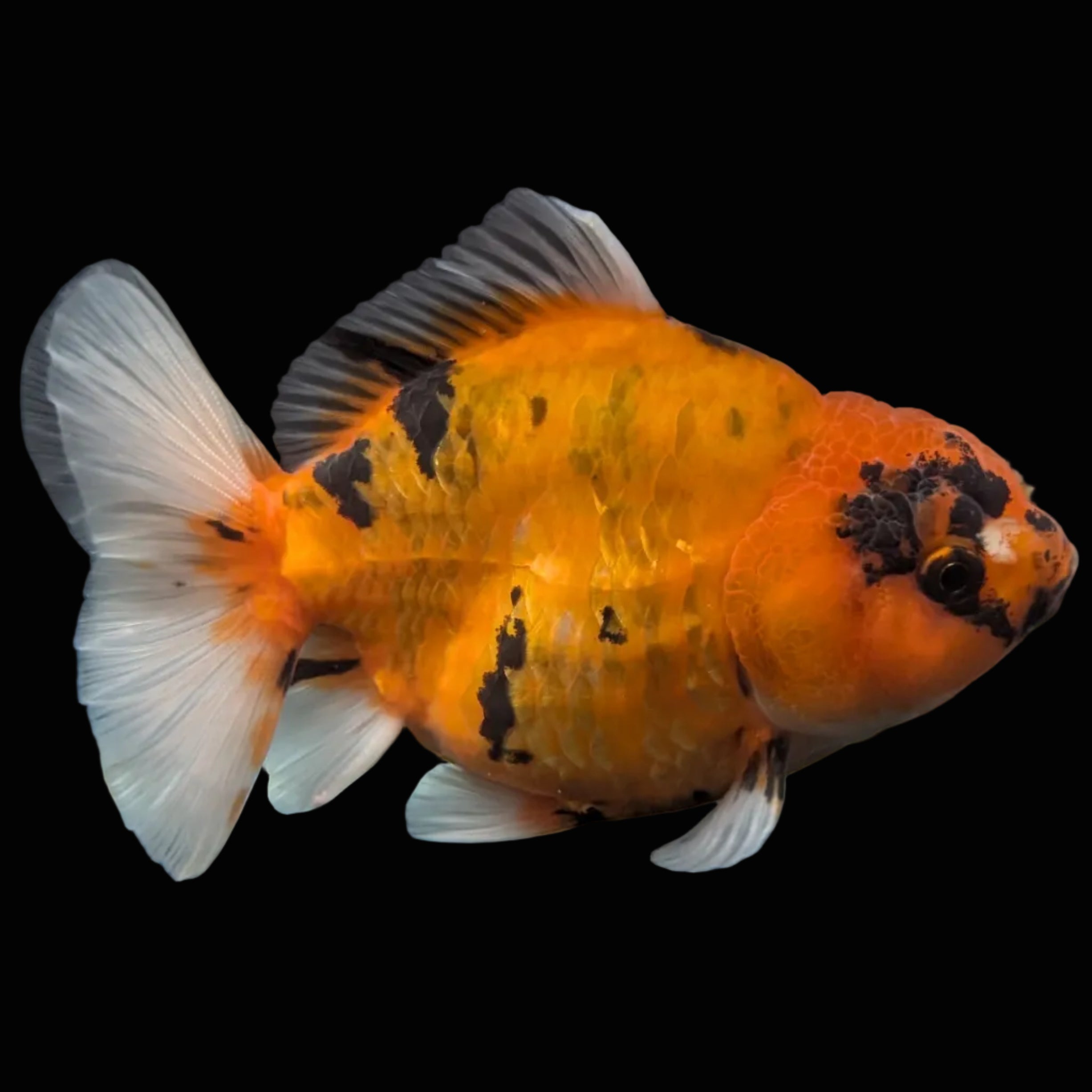 Jumbo Oranda Yuan Bao Calico   4"-4.5"in. ID#807SB13A-007