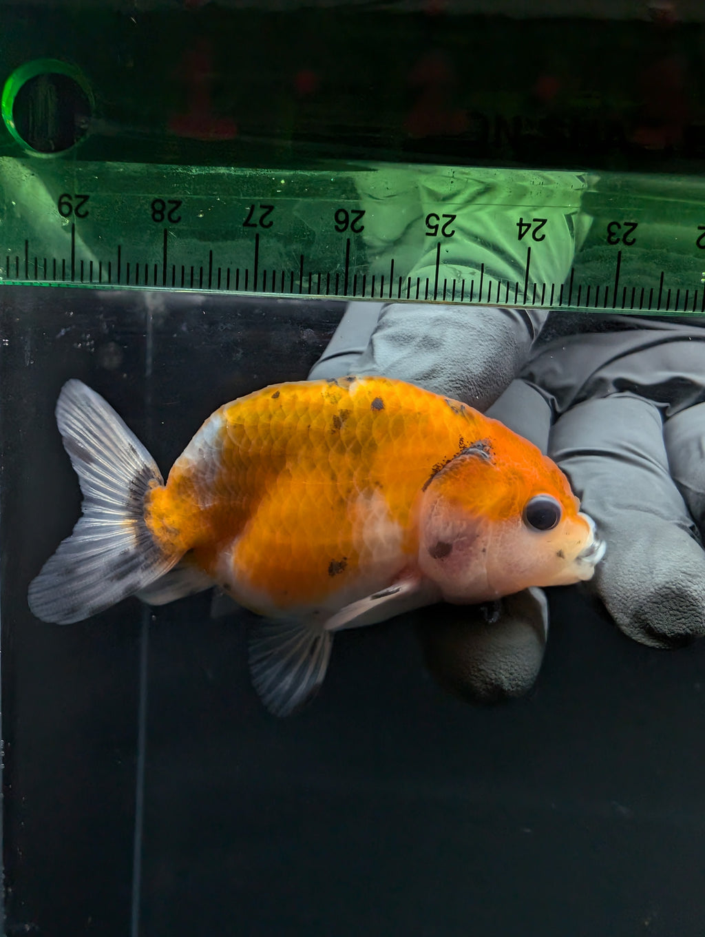 Ranchu Calico 2.5"-3" in. ID#717R4A-005