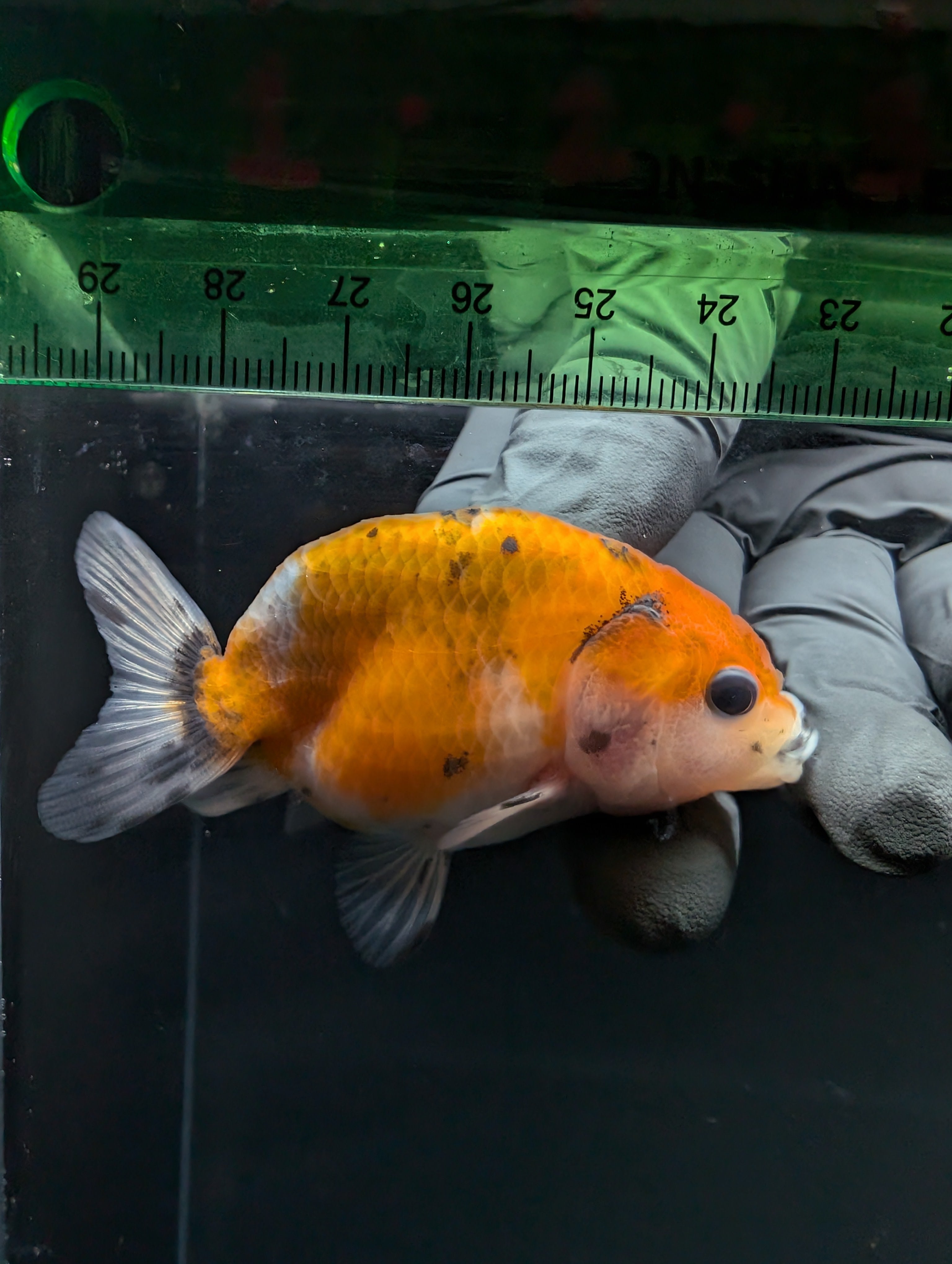 Ranchu Calico 2.5"-3" in. ID#717R4A-005