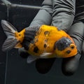 Ranchu Calico 2.5"-3" in. ID#717R4A-001