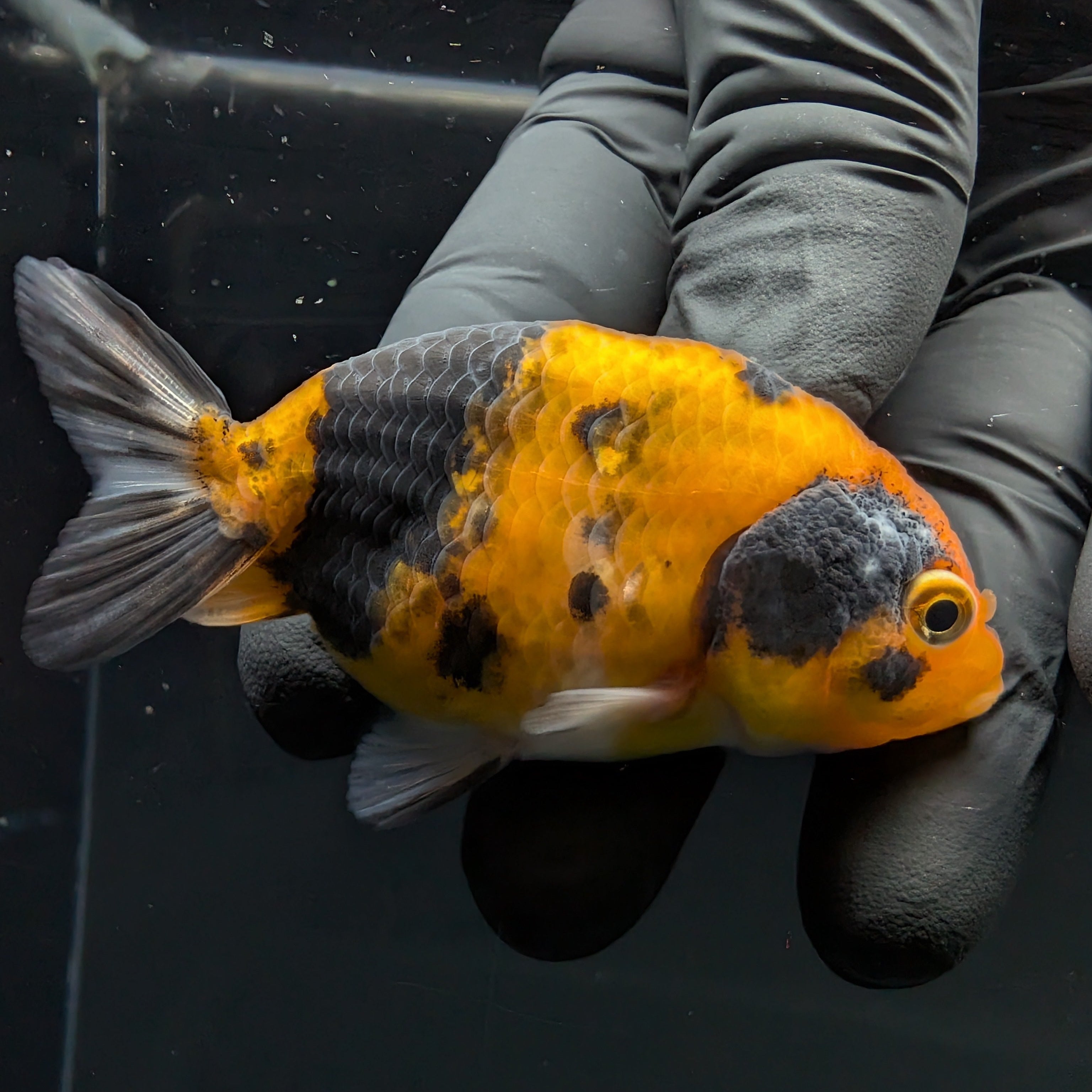 Ranchu Calico 2.5"-3" in. ID#717R4A-001