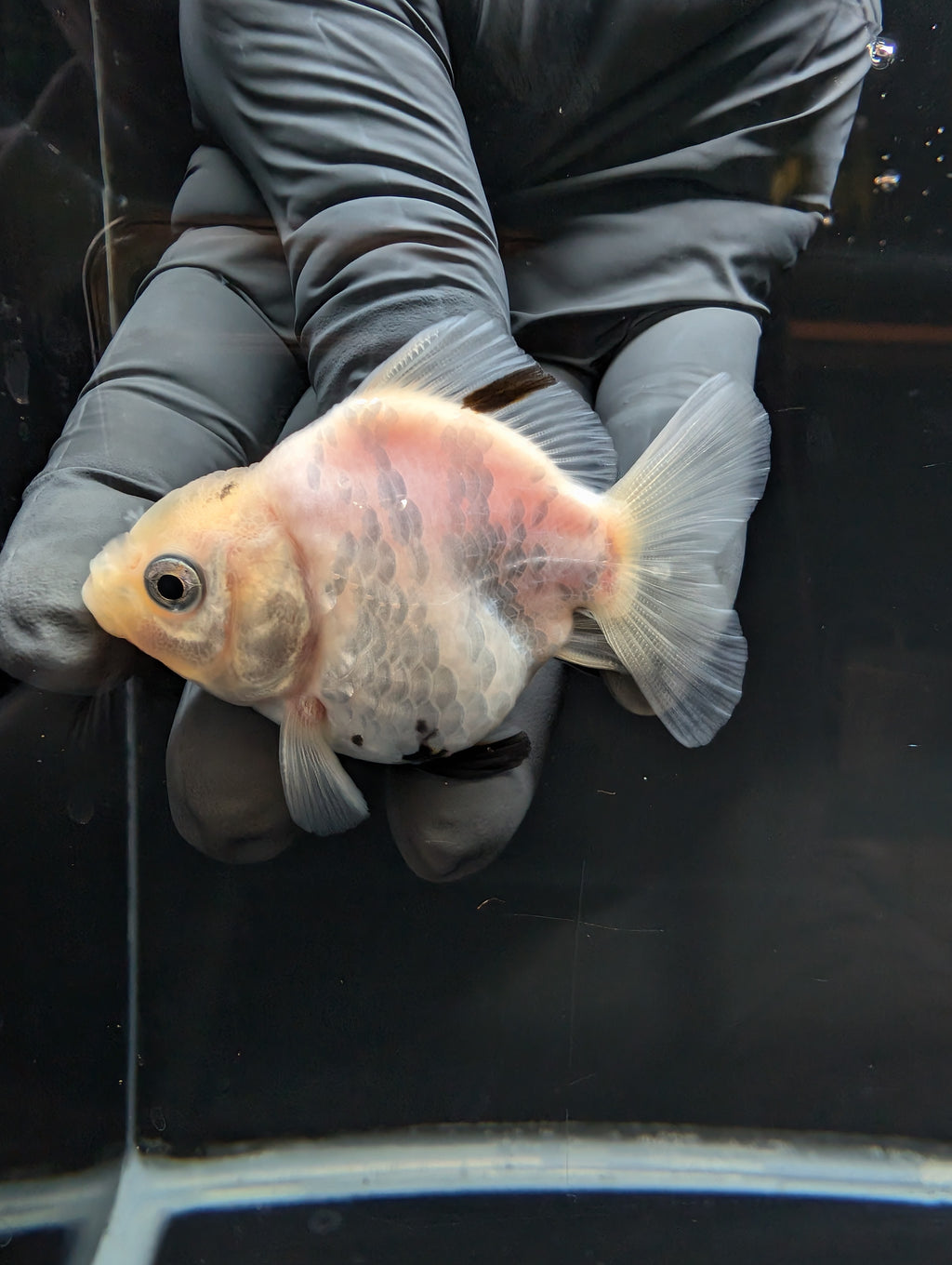 Baby Thai Shogun Oranda White Tiger 2"-2.5" in. ID#1023BSG11A-025