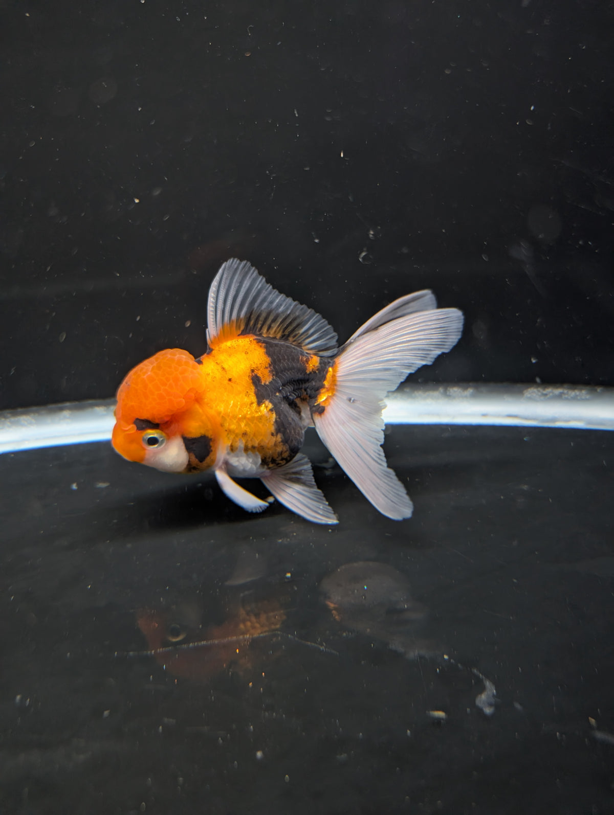 Thai Oranda Tricolor 4"-4.5"in.  ID#1023T1A-025