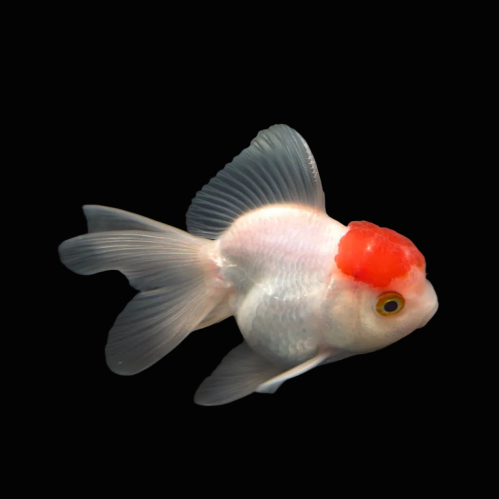 Juvenile Oranda Red Cap 3.5"-4" in.  ID#327T13b-034