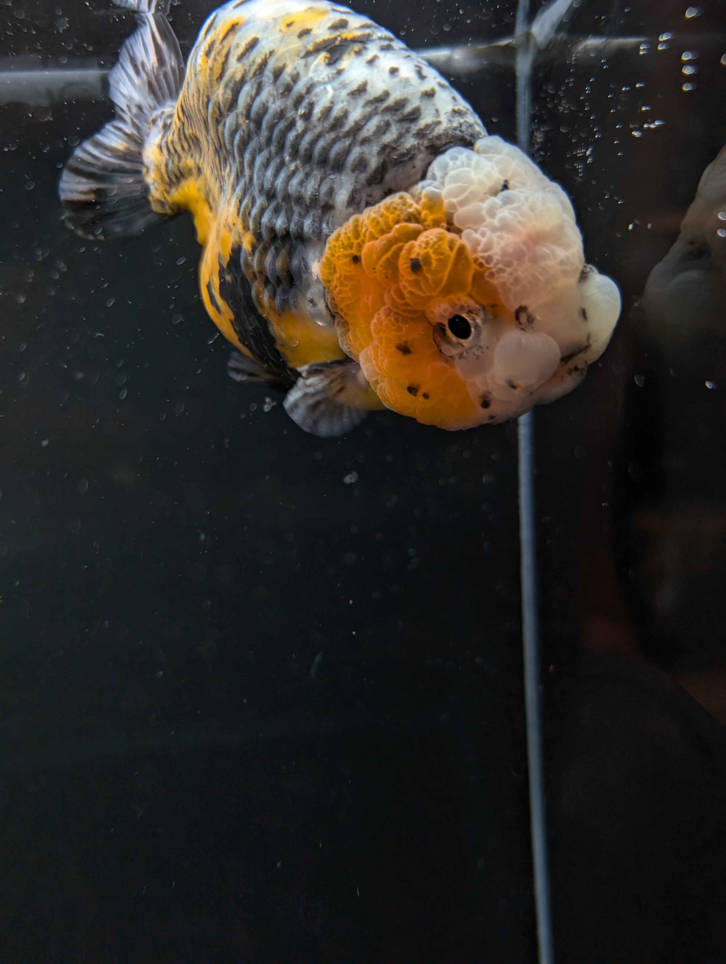 Jumbo Ranchu Kirin Calico 4.5"-5" in. ID#814R8A-023