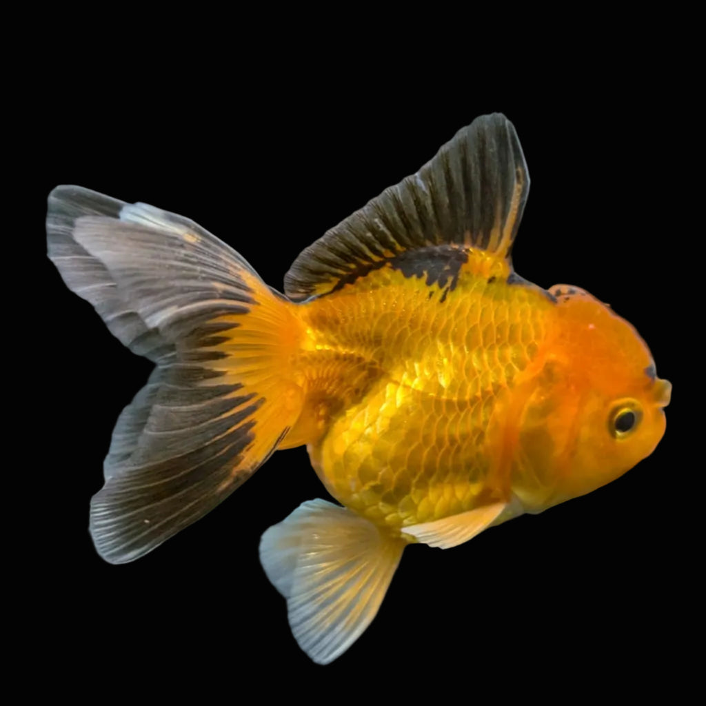 Juvenile Oranda Tricolor 3.5"-4" in.  ID#417T7A-014