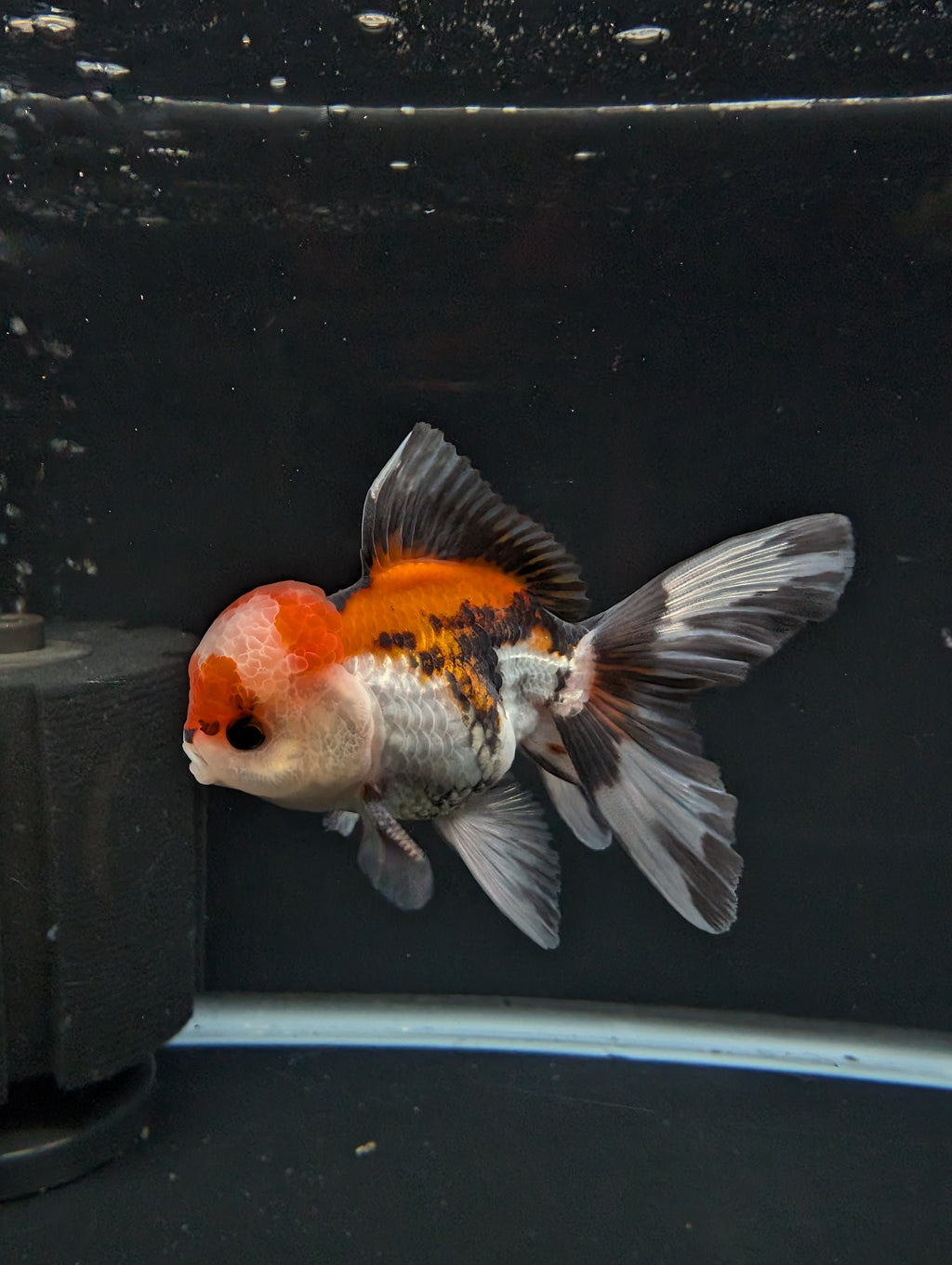BOWSER *Boss 501 Juvenile Oranda Tricolor 3.5"-4" in.  ID#501T2A-009