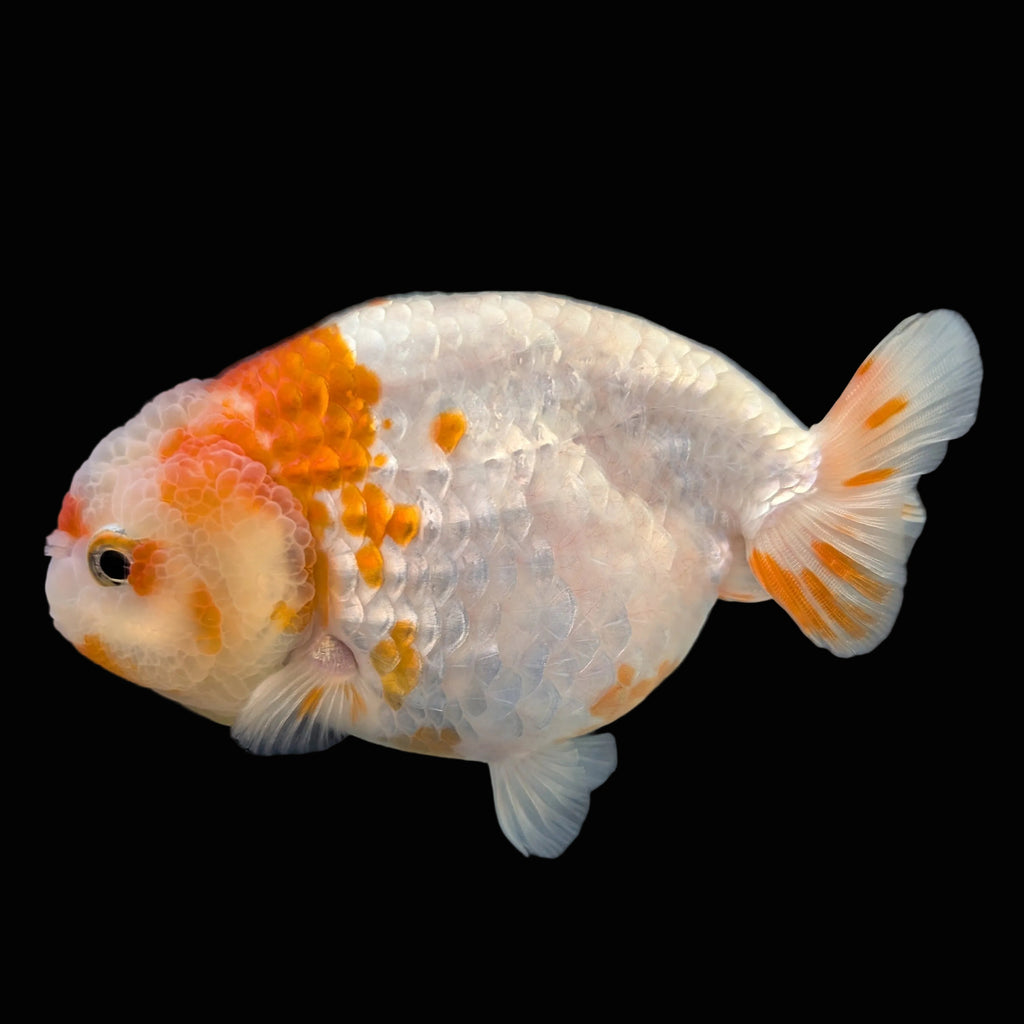 Jumbo Ranchu Sakura 4.5"-5" in. ID#1009R8A-052