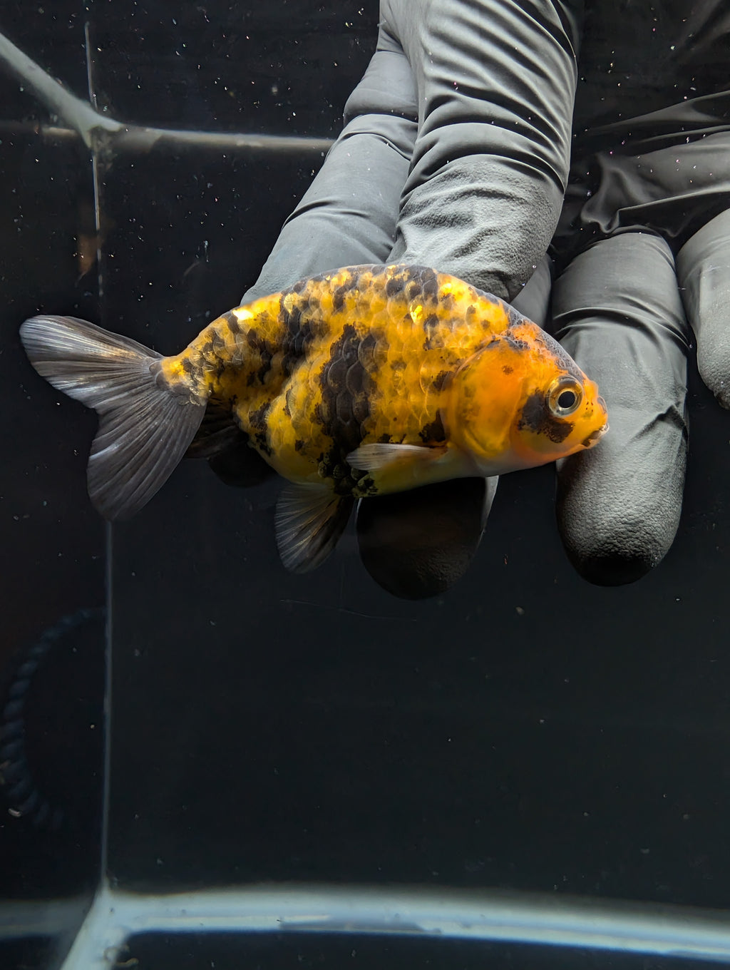 Ranchu Calico 2.5"-3" in. ID#717R4A-013