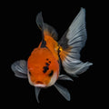 Juvenile Oranda Tricolor 3.5"-4" in.  ID#424T1A-003
