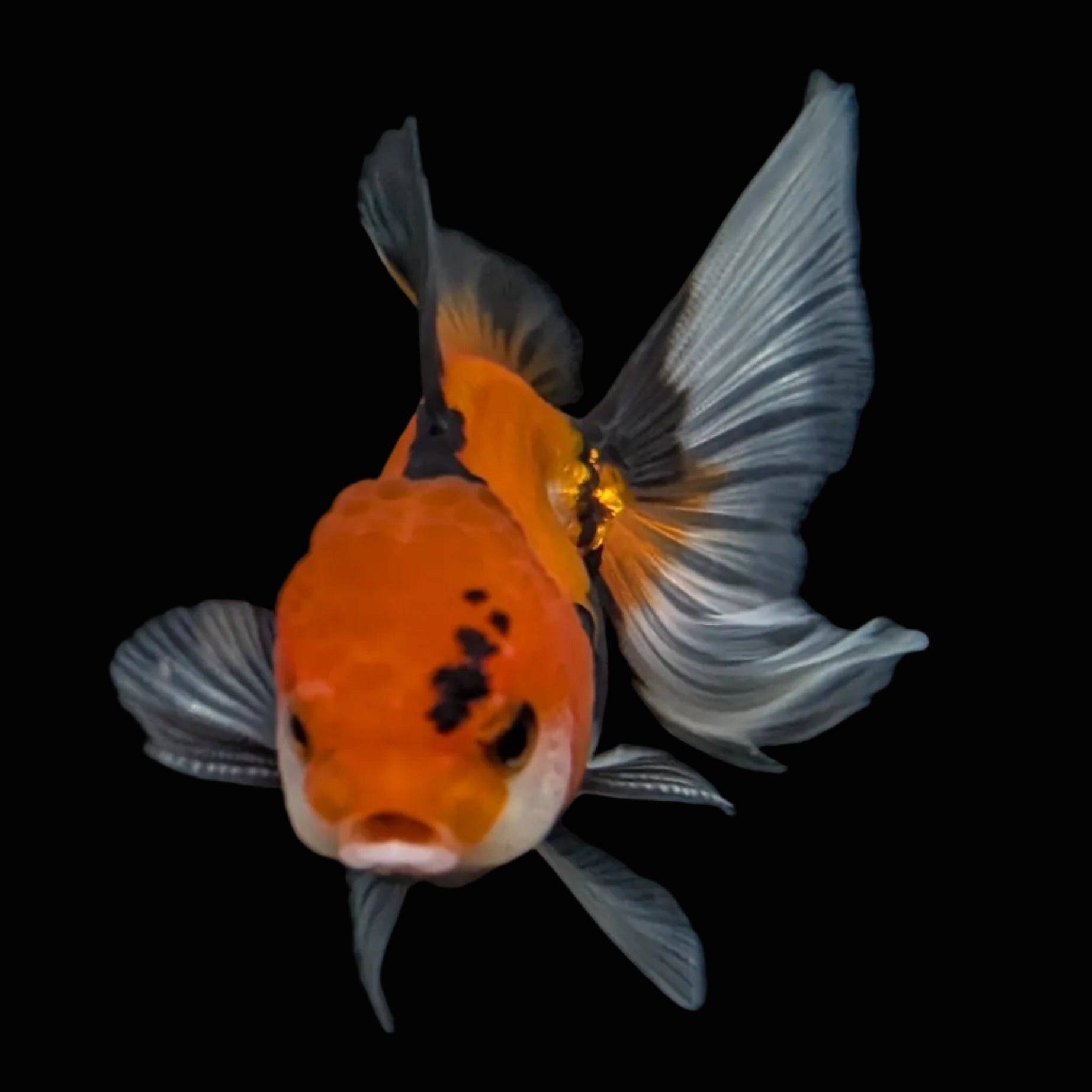 Juvenile Oranda Tricolor 3.5"-4" in.  ID#424T1A-003