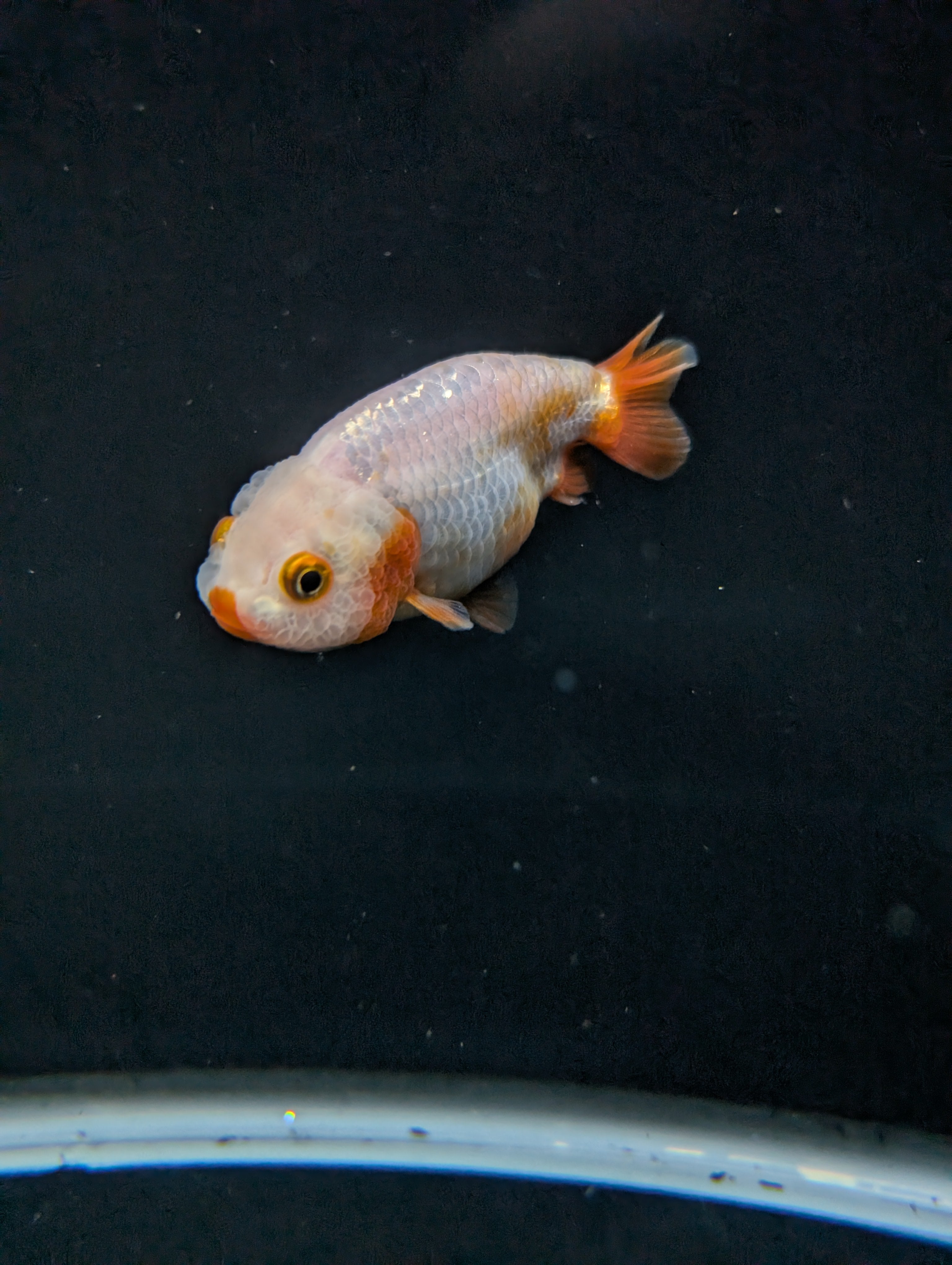Ranchu Red White 3"-3.5" in. ID#501R13A-022
