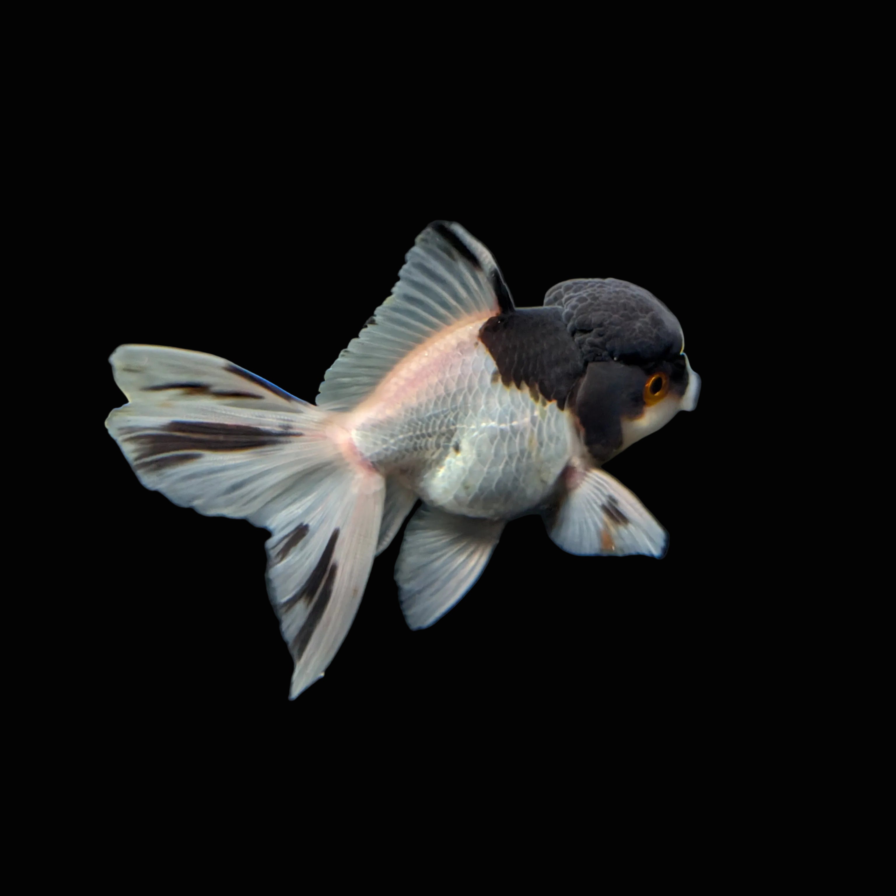 Juvenile Oranda Panda 3.5"-4" in.  ID#403T8A-008